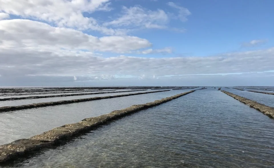 rsz_oyster_beds.jpg