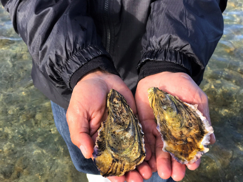 Oysters Are Animals Too | Why We Let Our Oysters Have a Summer Vacation!