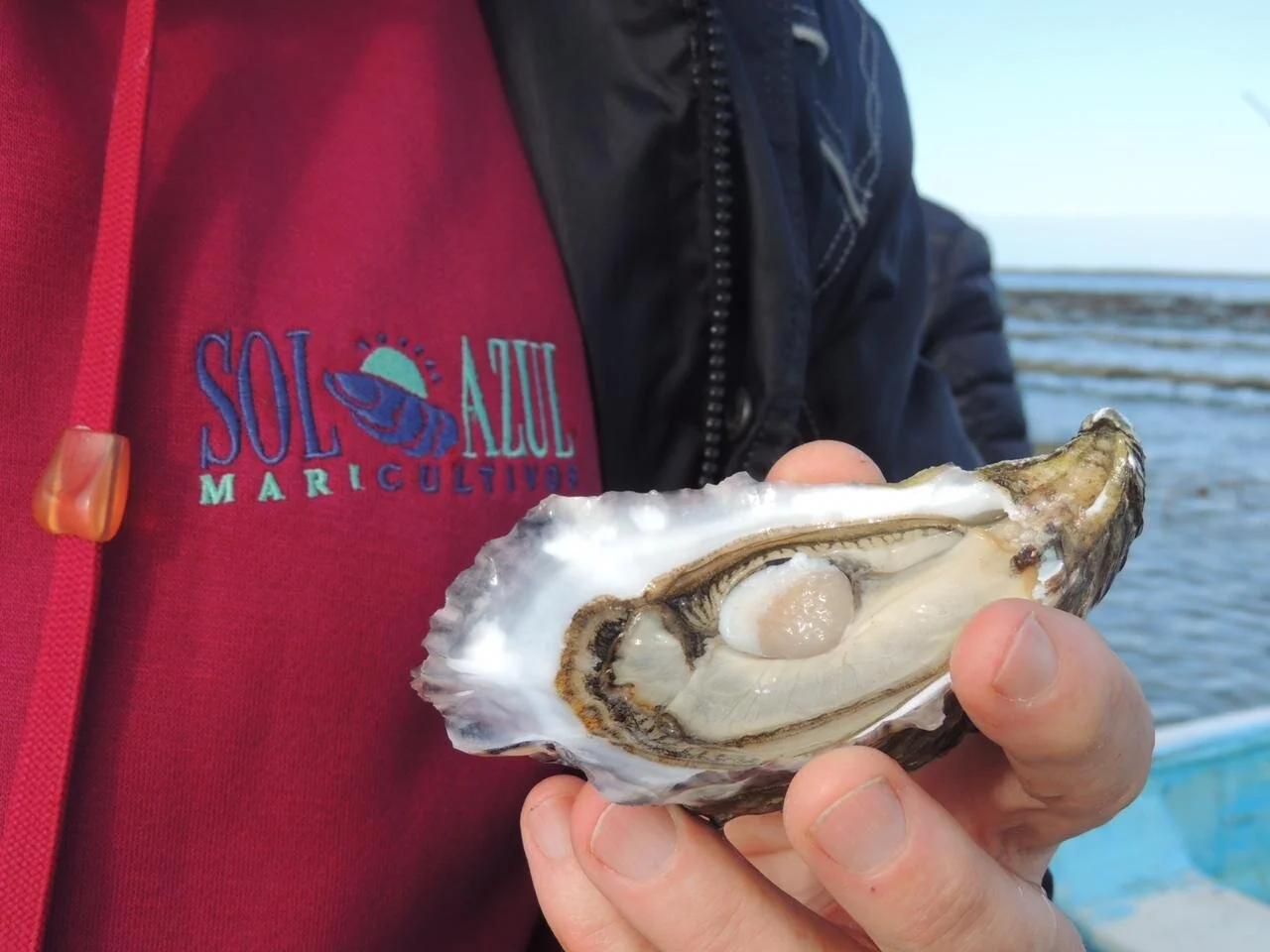 Boost Your Immune System: The Many Benefits of Eating Oysters