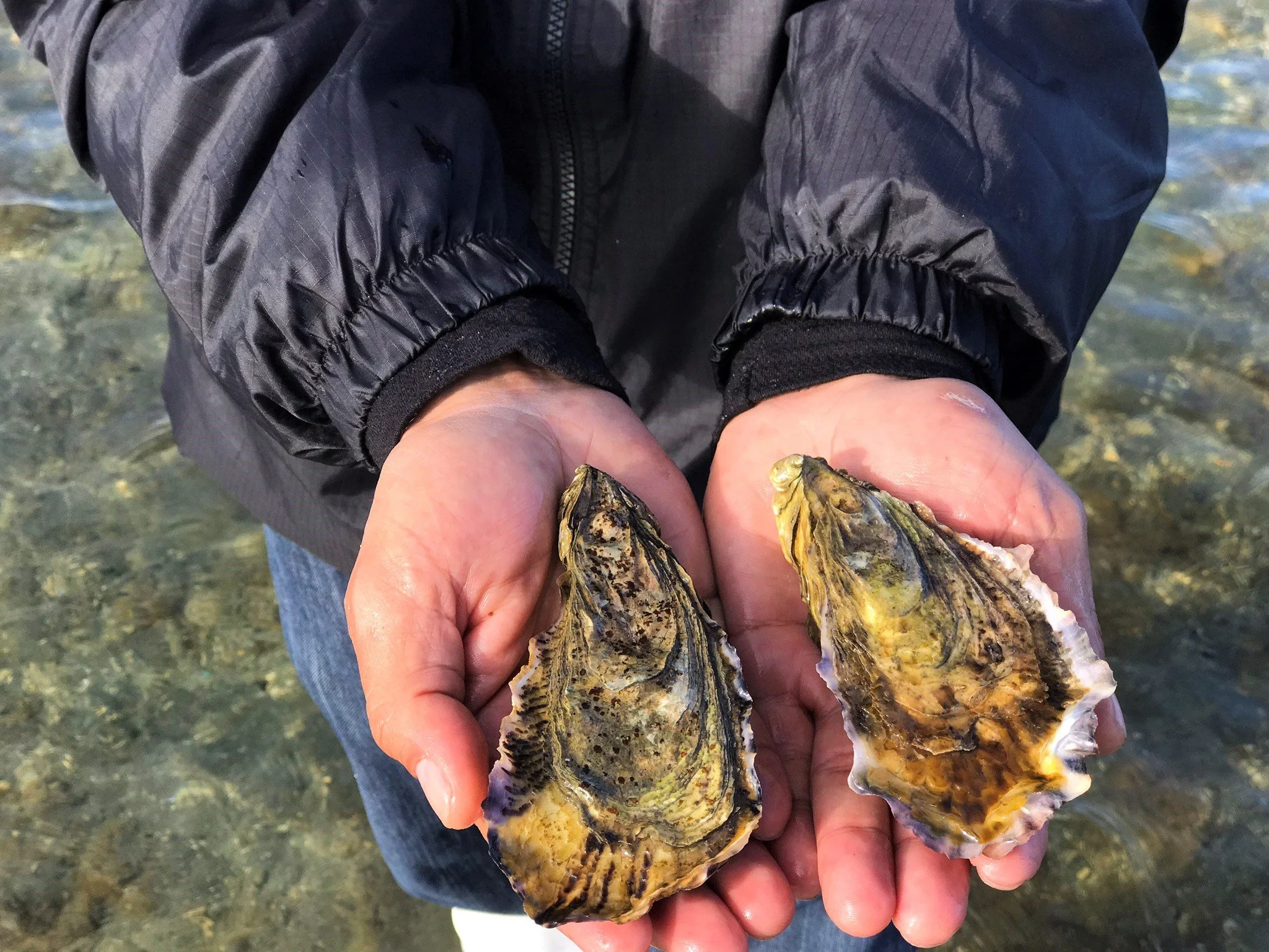 ‘Tis the Season to Get Shucking