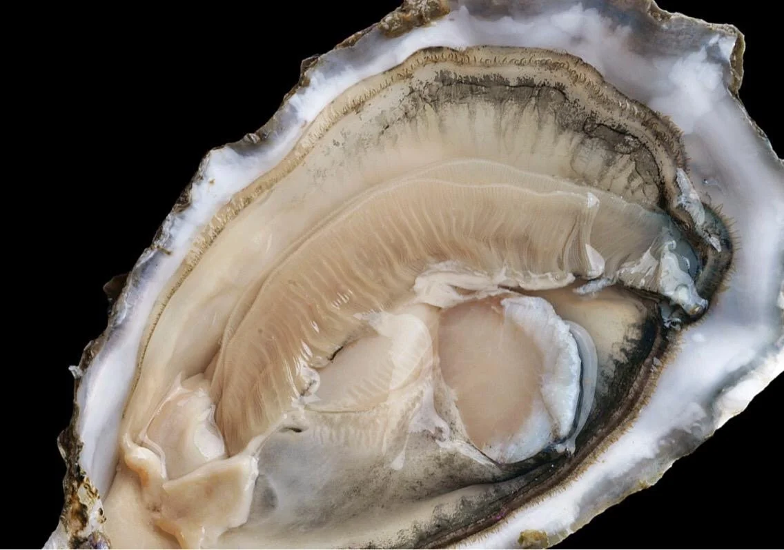 Fact or Fiction – 5 oyster myths demystified