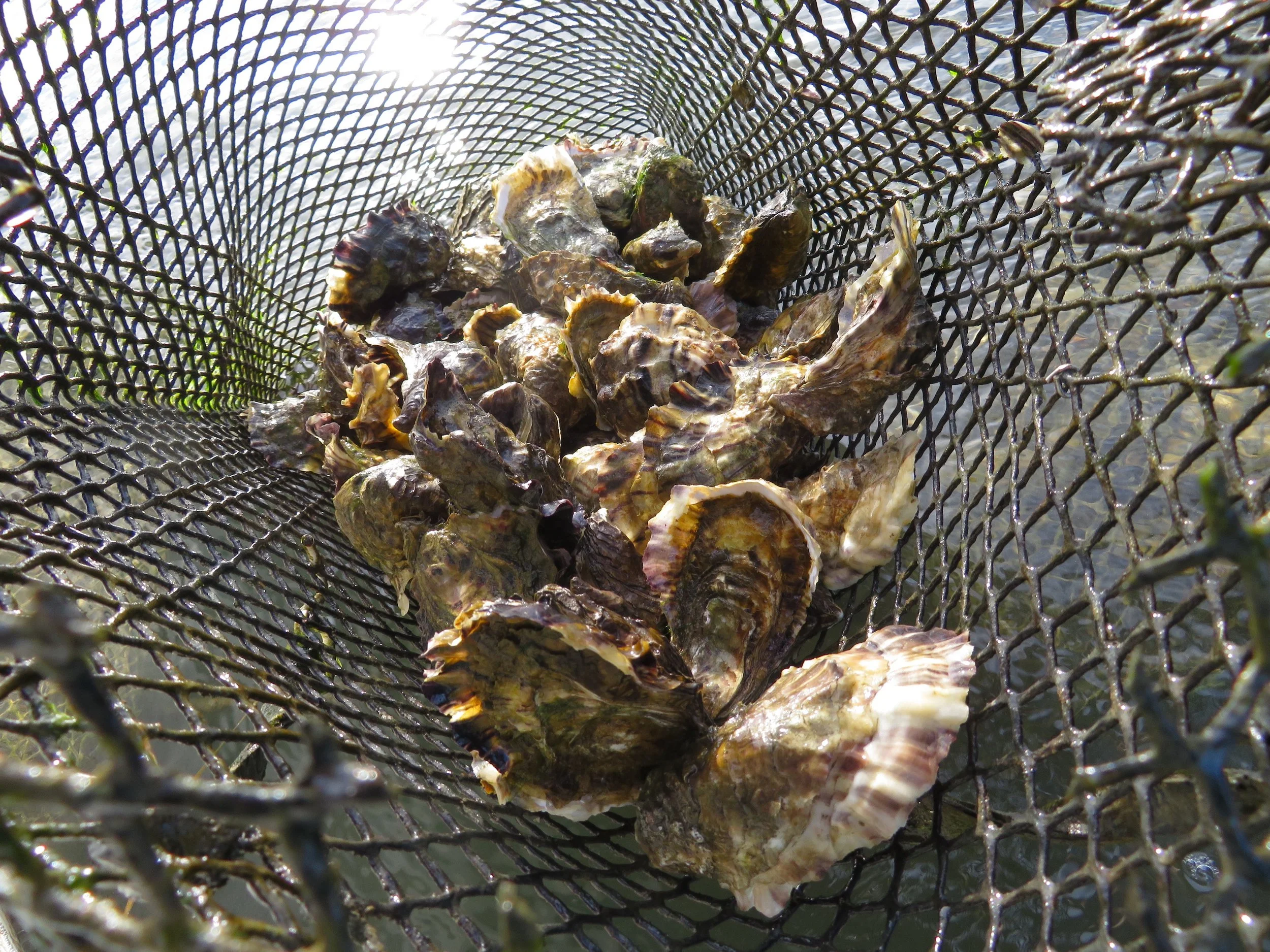 5 Delectable Ways to Celebrate National Oyster Day!