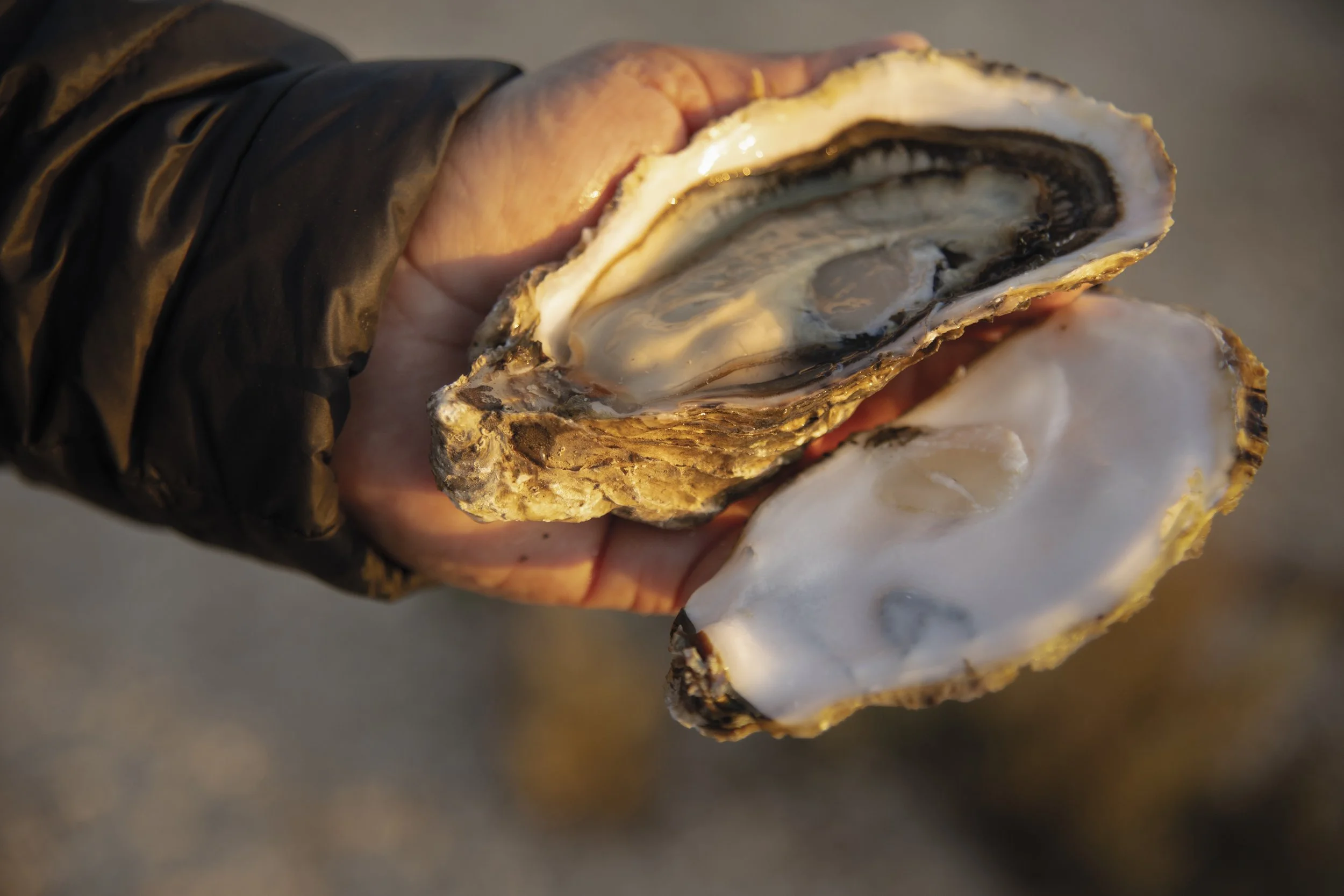 Merroir Explained: How Water Shapes Flavor