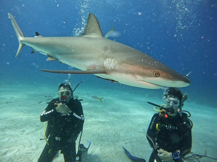 Shark Dive Nassau Bahamas&hellip; Just a sample of some amazing videos to come&hellip; #sharkdive #stewartscovesharkdive #swimmingwithsharks