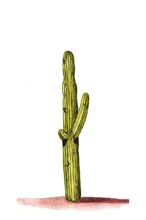 Saguaro.jpg