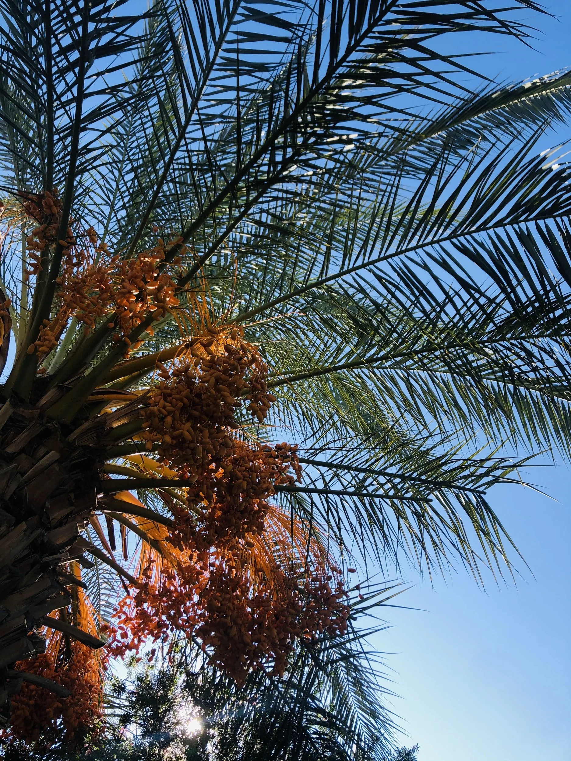 Oil palm market dynamics gain velocity