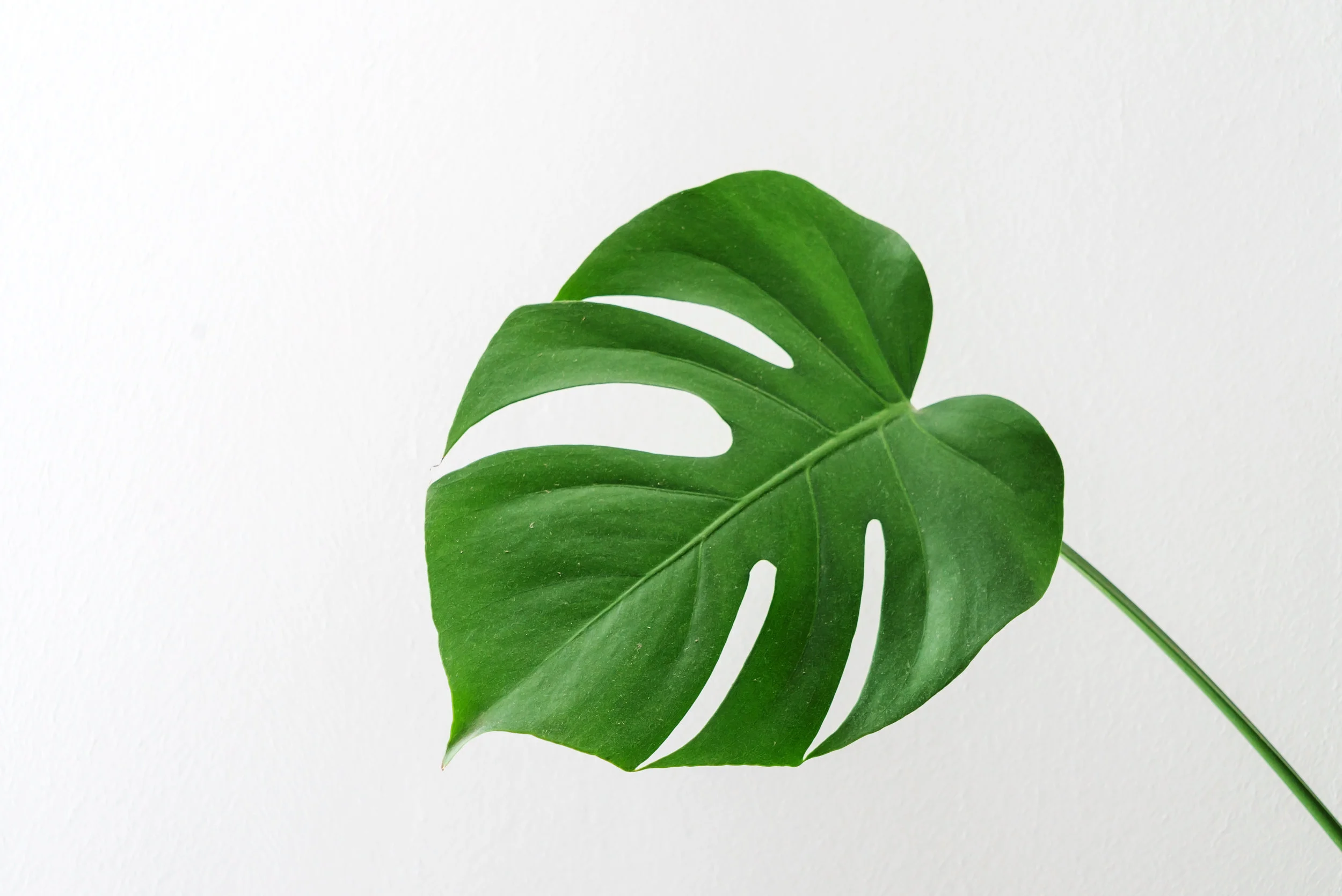 Casa Verde Tucson's Urban Plant Shop