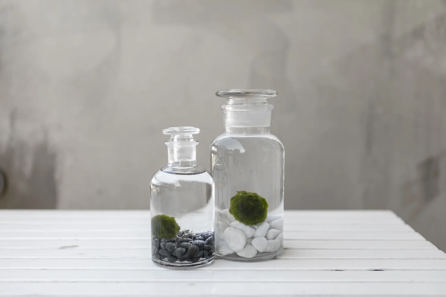 Marimo 'Moss' Ball
