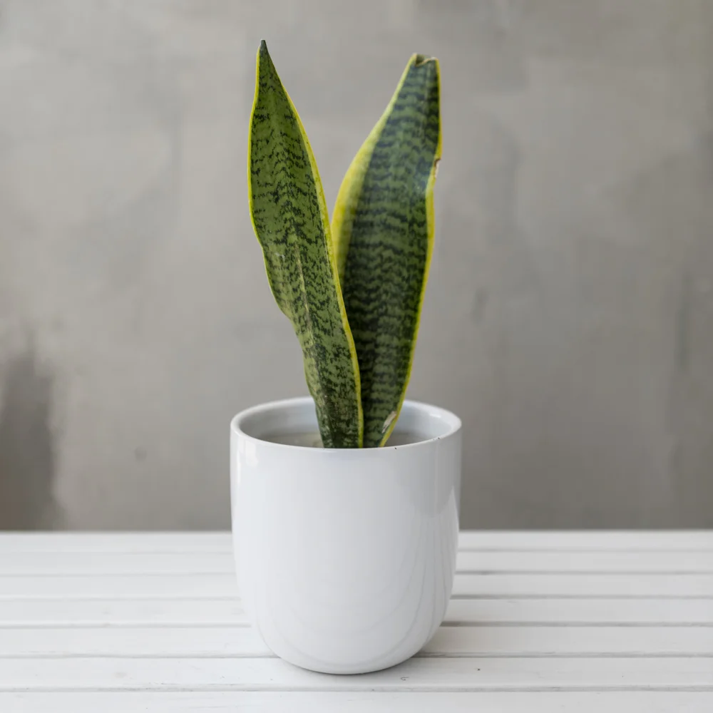 Snake Plant