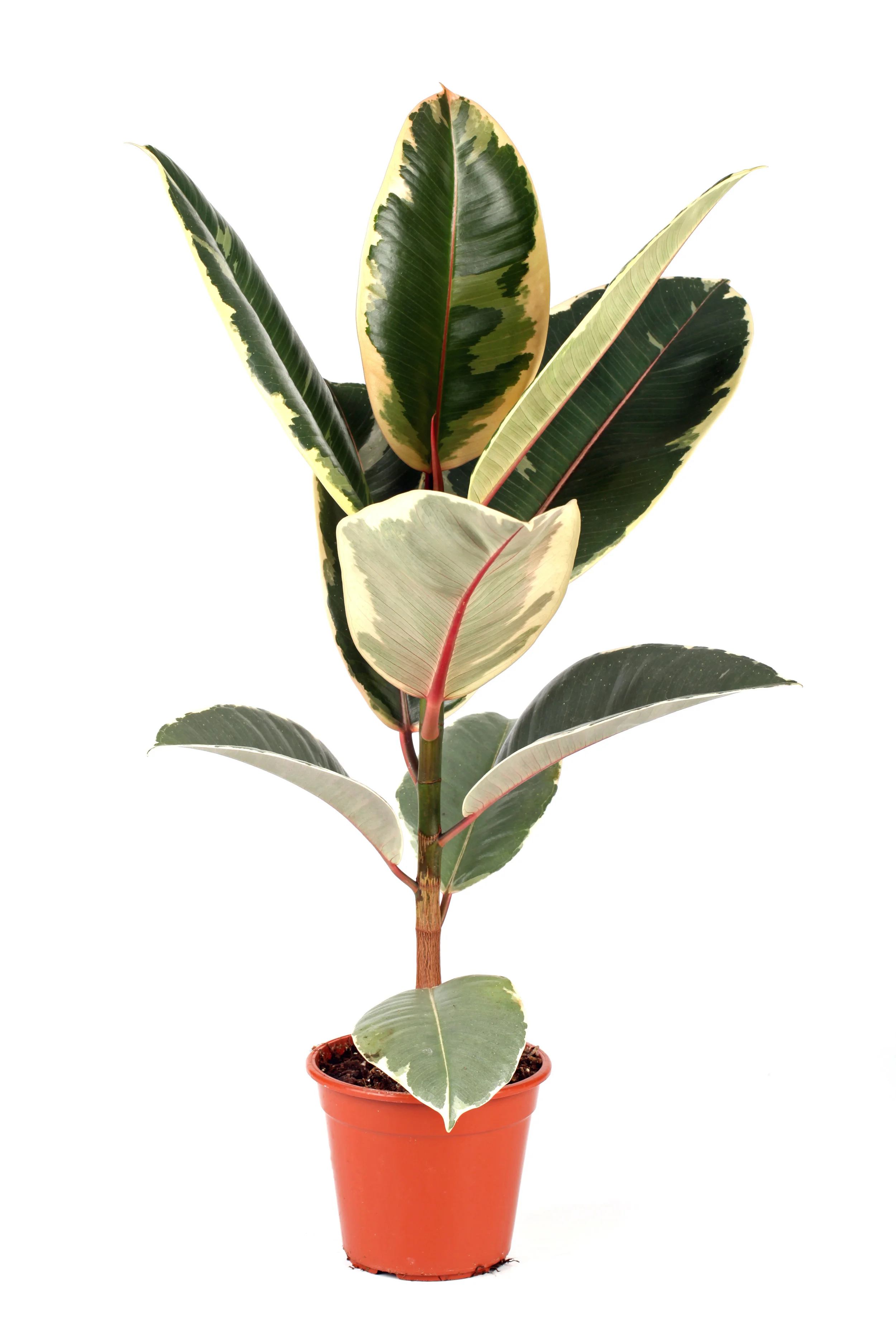 Rubber Plant
