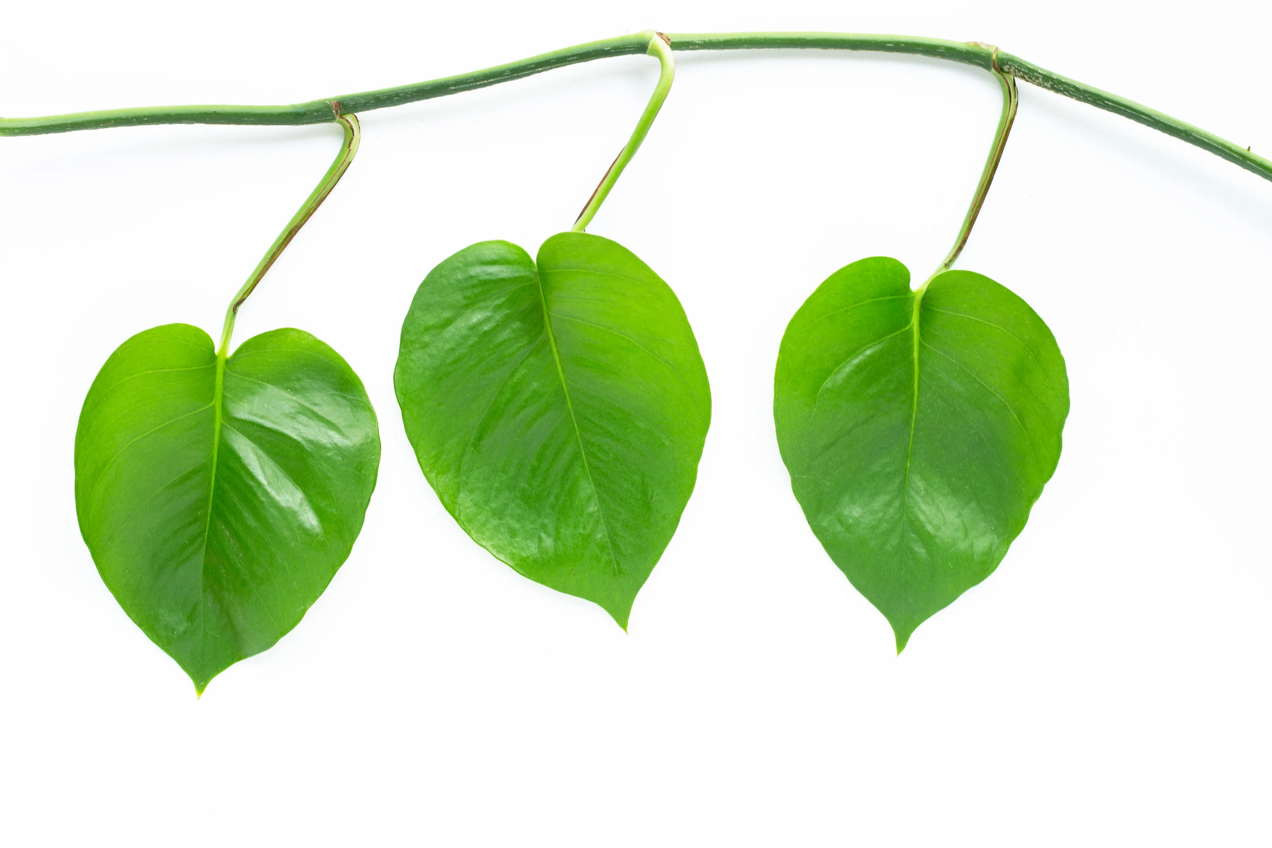 Heartleaf Philodendron
