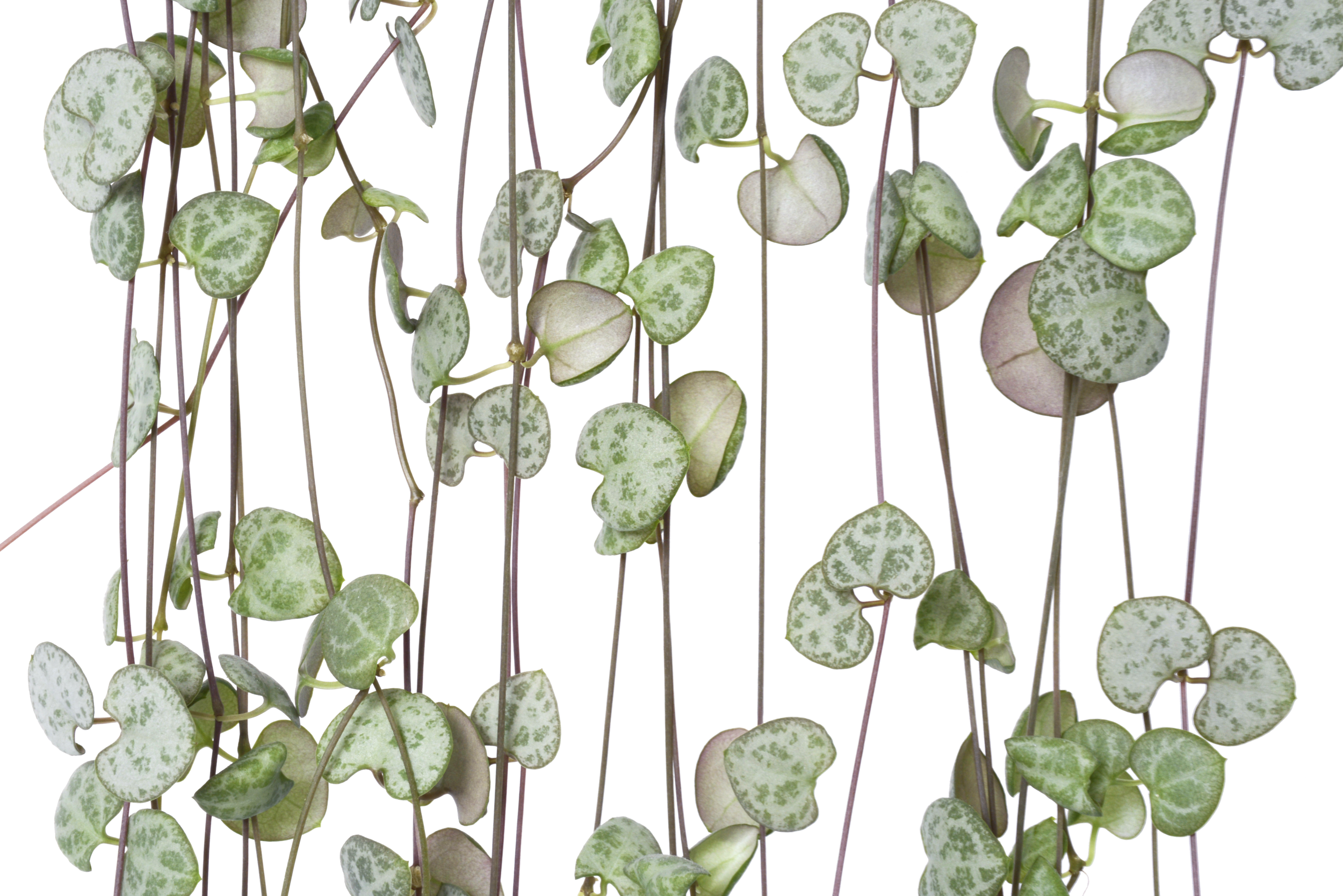 String of Hearts