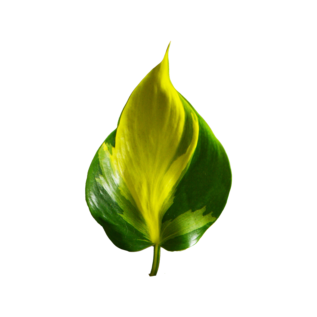 Philodendron Brasil