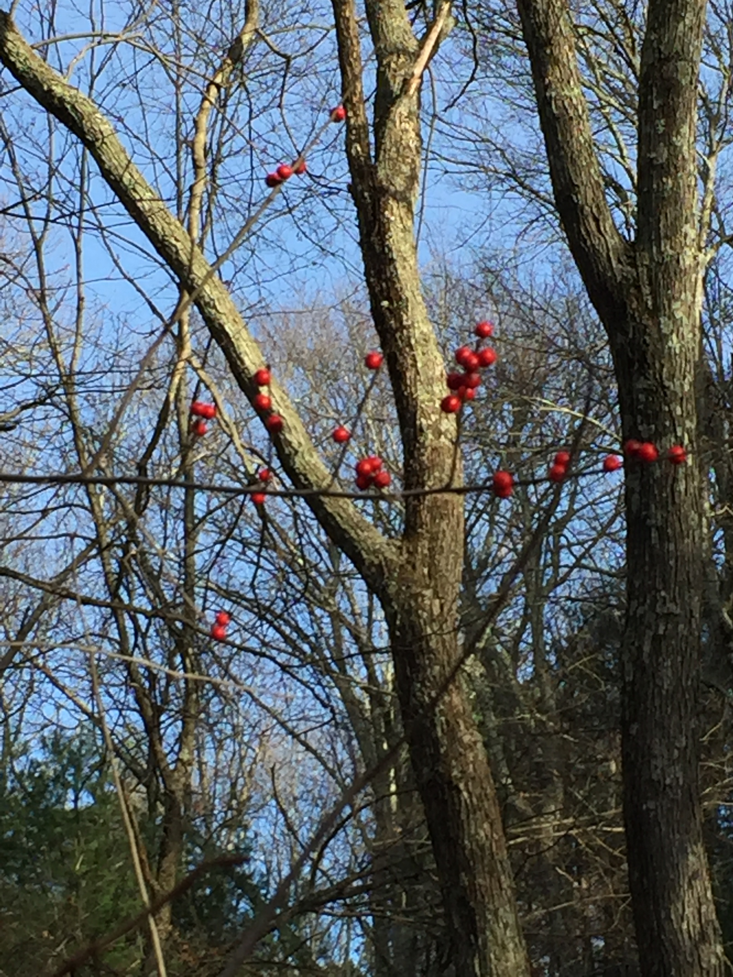 December Berries 1.JPG