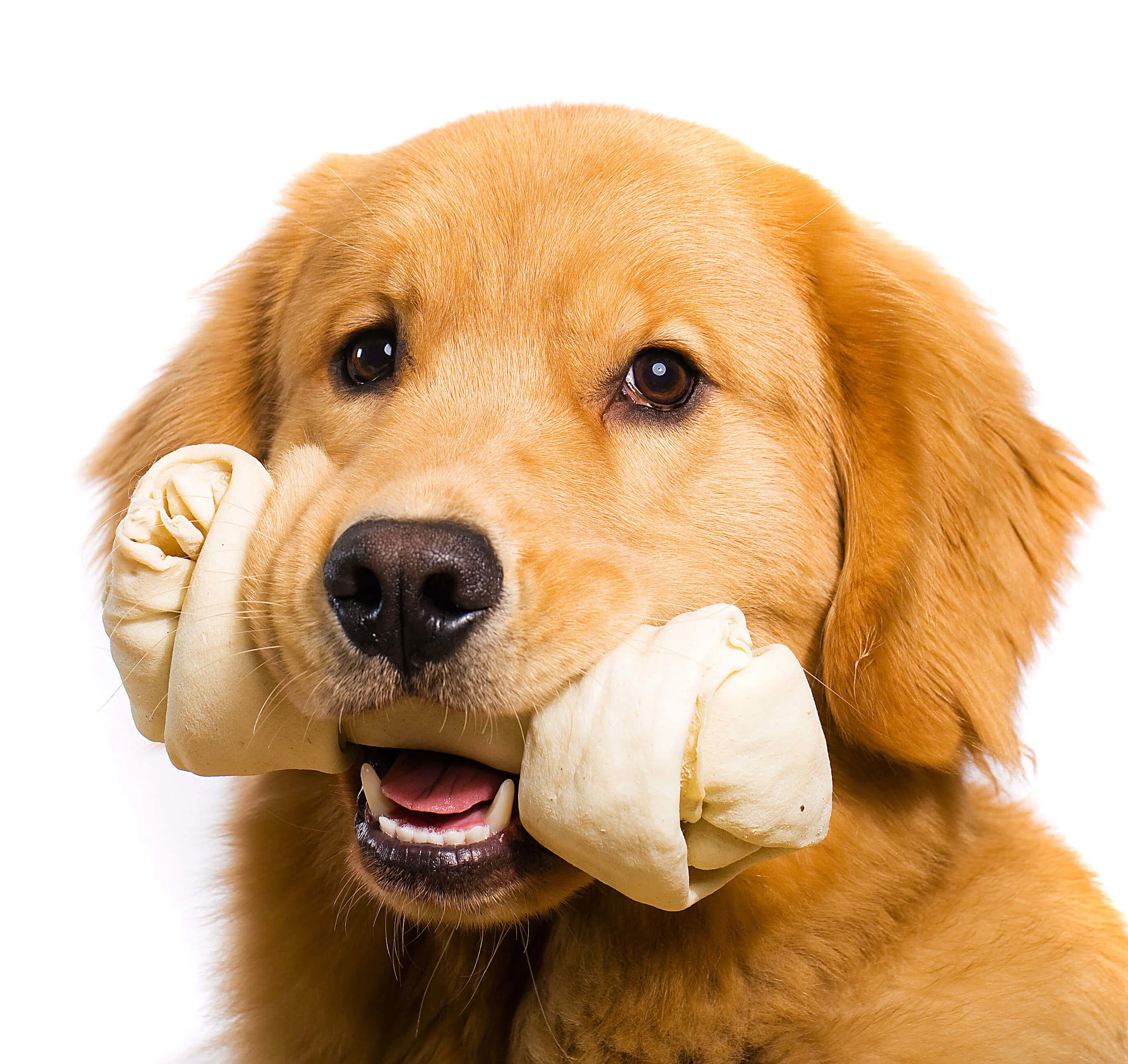 Golden_Retriever_with_bone_in_his_mouth