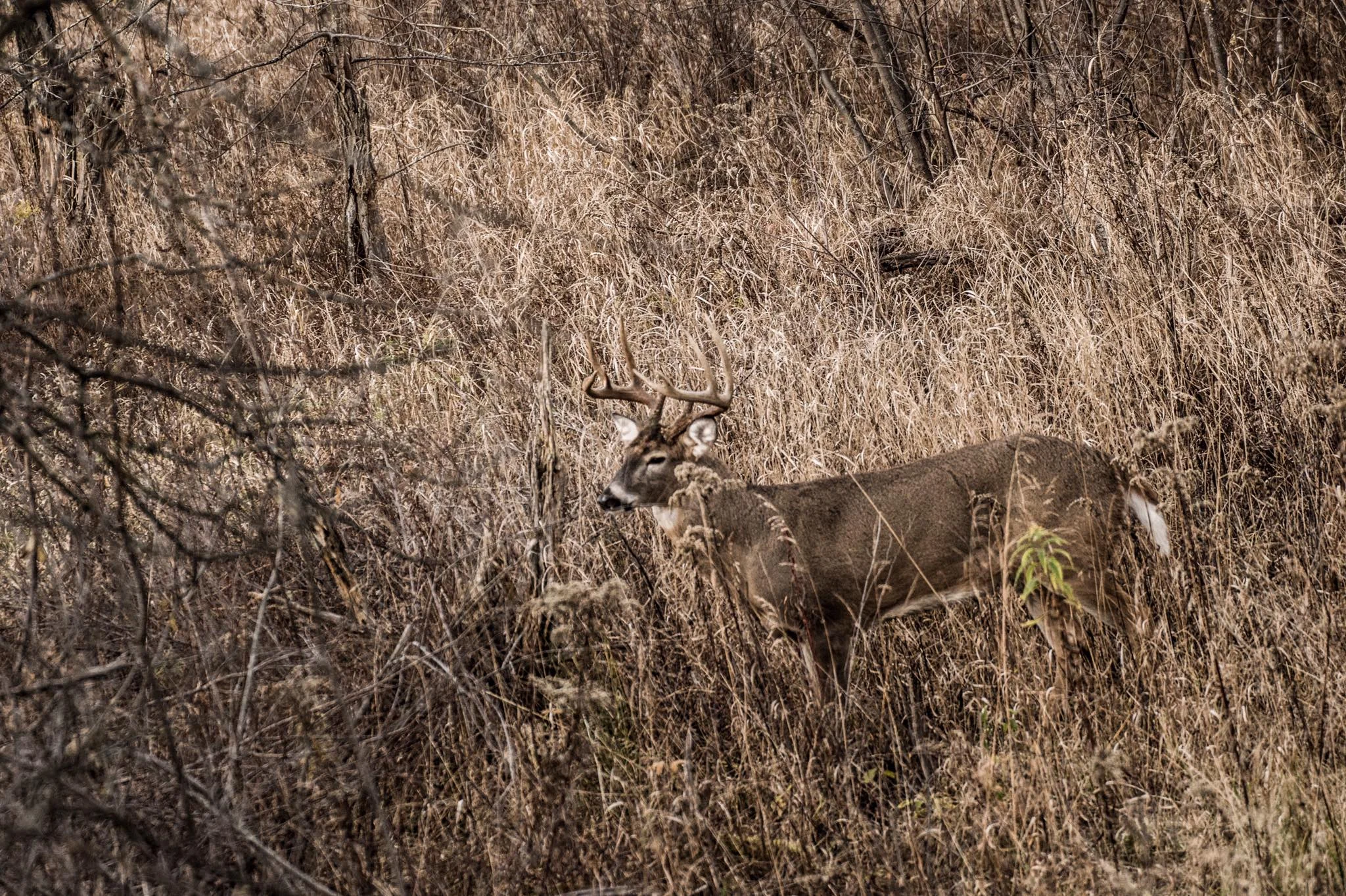 the-breaking-point-whitetail-hunting-show-waypoint-lefty.jpg
