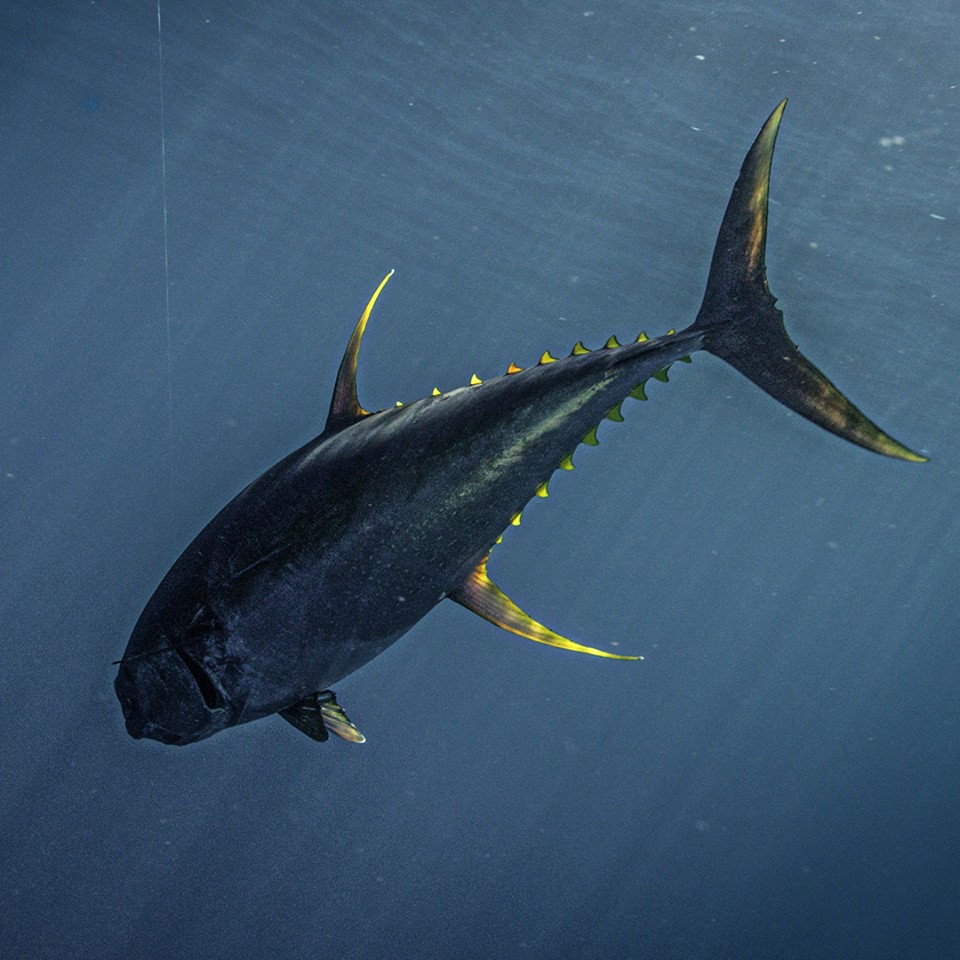 Local-Knowledge-tuna-fishing-giant-Louisiana-waypointtv.jpg