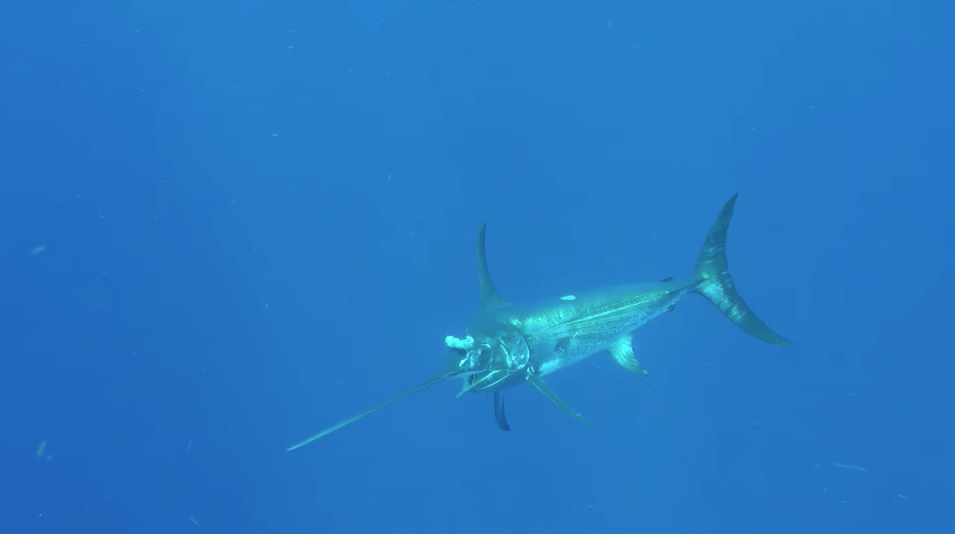 Swordfish Stab Survivor | Into The Blue Launches 2019 Season with a Bang