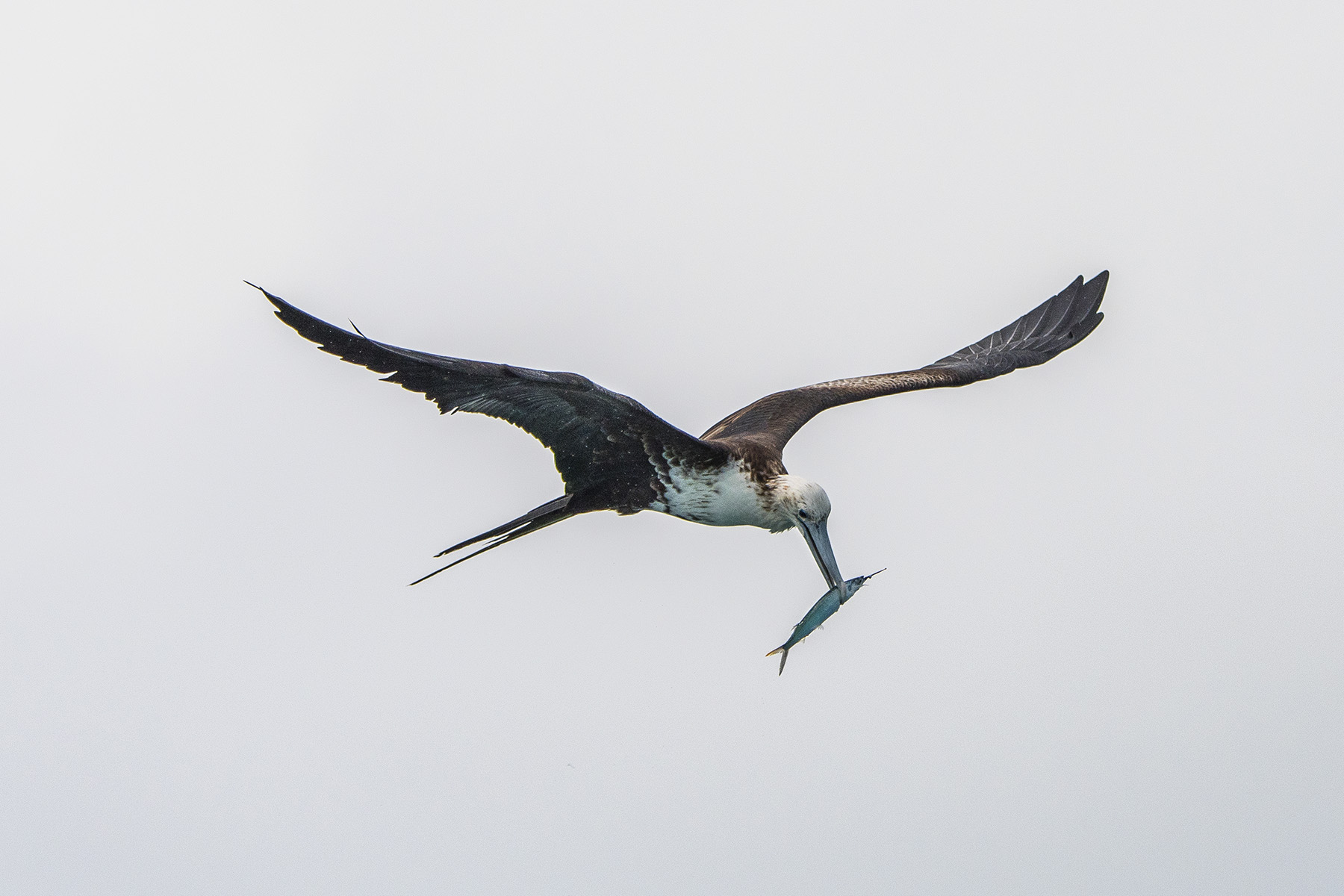 The Reliable Tactic To Find Fish Like The Pros