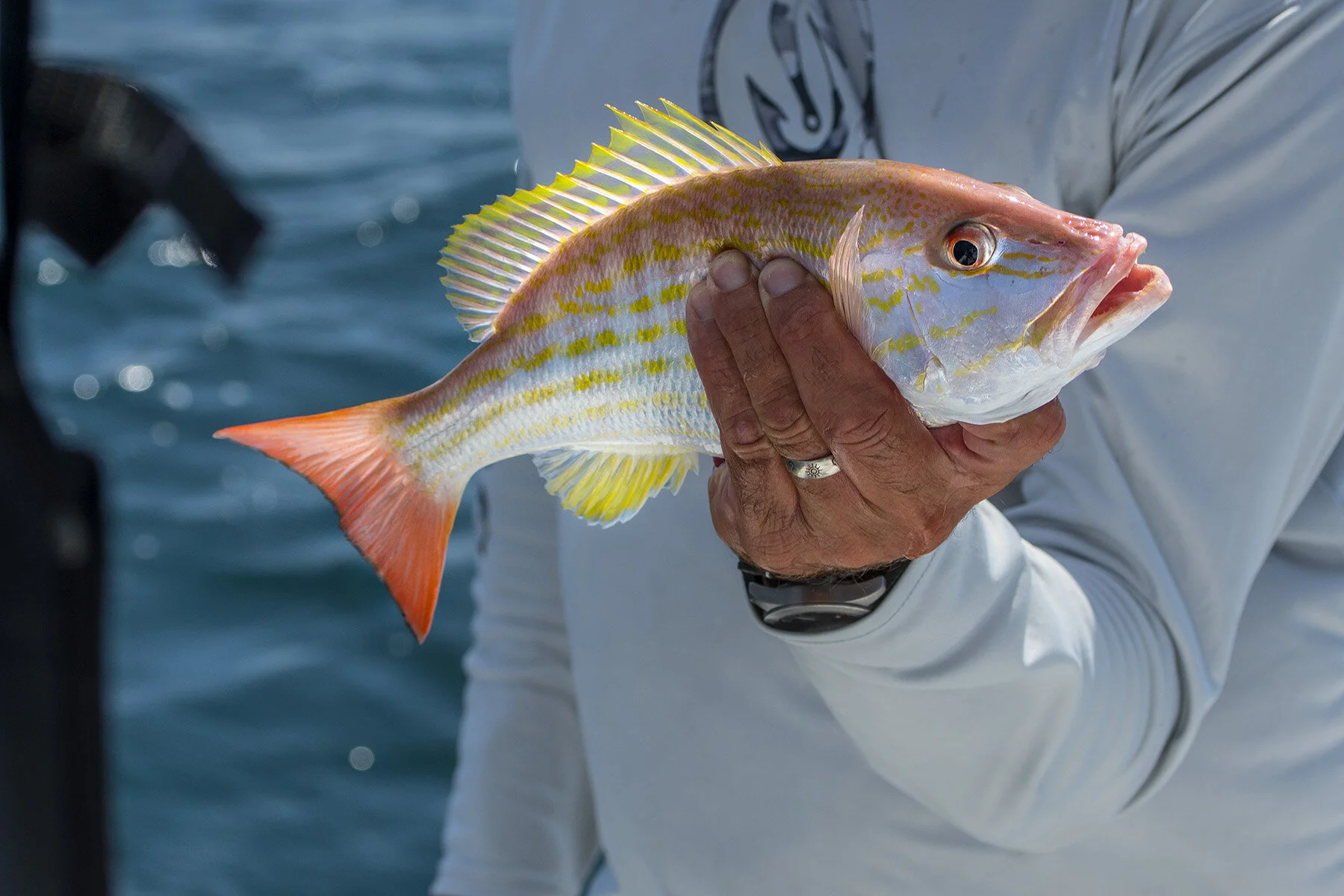 Snapper Secrets From The Florida Keys — WAYPOINT TV