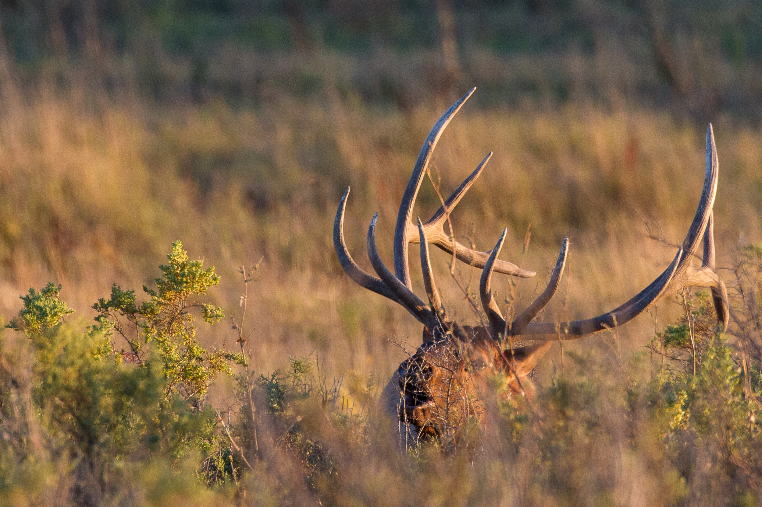 Slippery-Ann-Elk-2013-9221.png