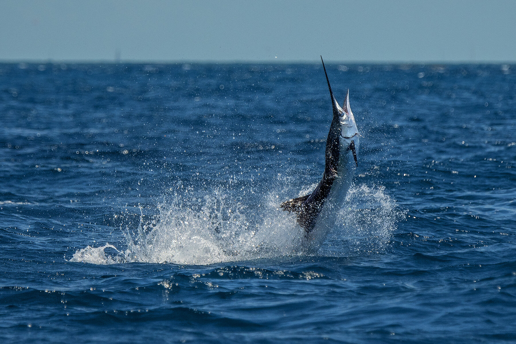 How to Set Up Your Anchor Line for Sailfishing in the Keys