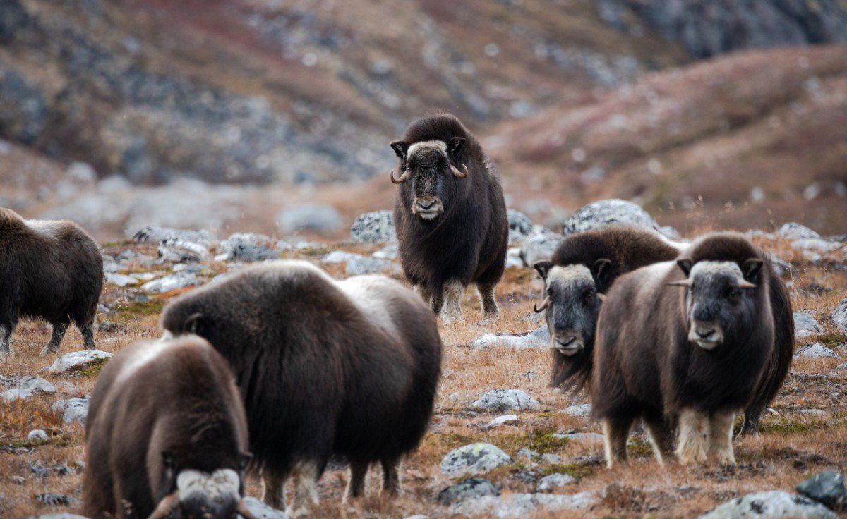 Native Inuits call musk oxen "the bearded ones." 