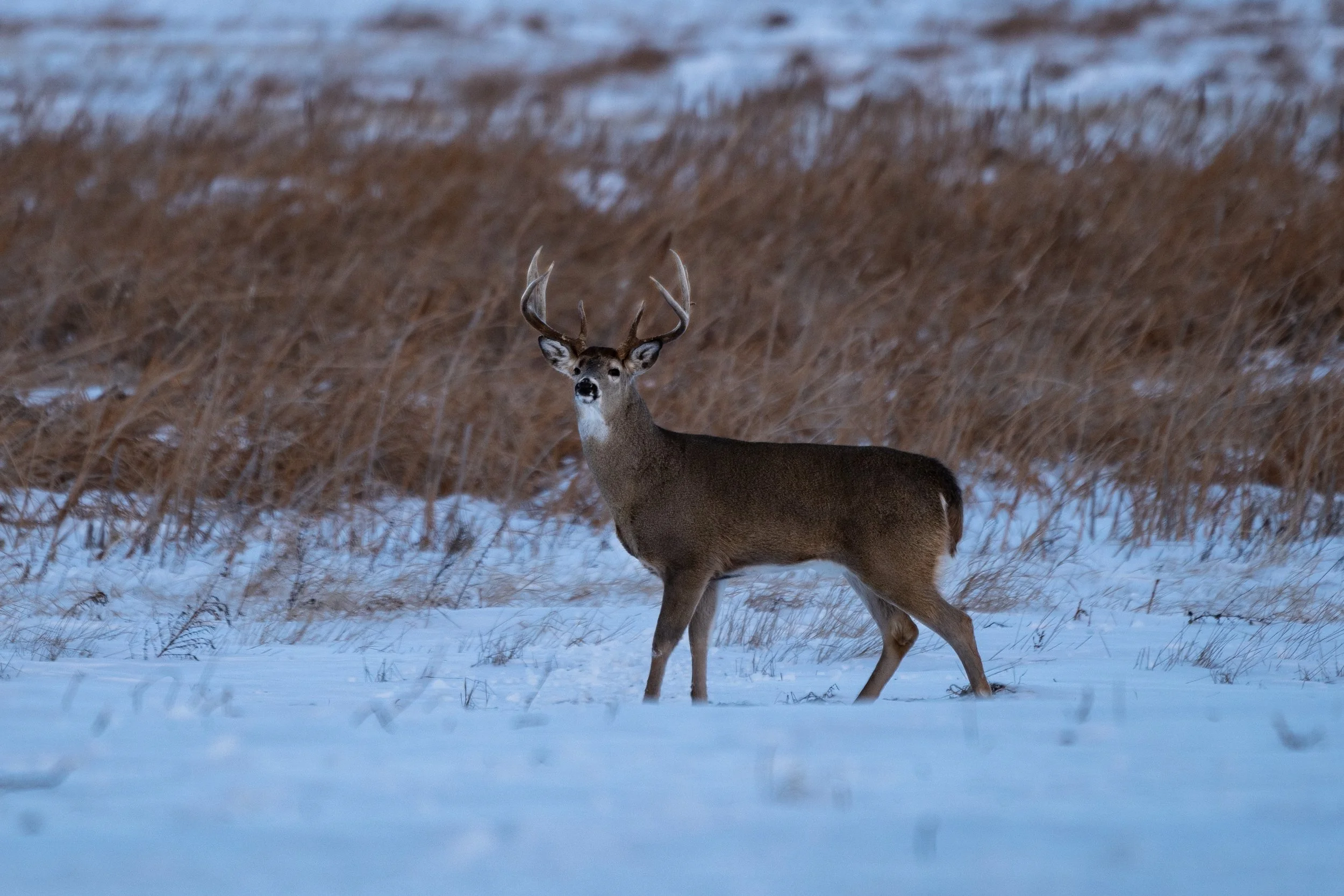 Whitetail Christmas On Waypoint TV