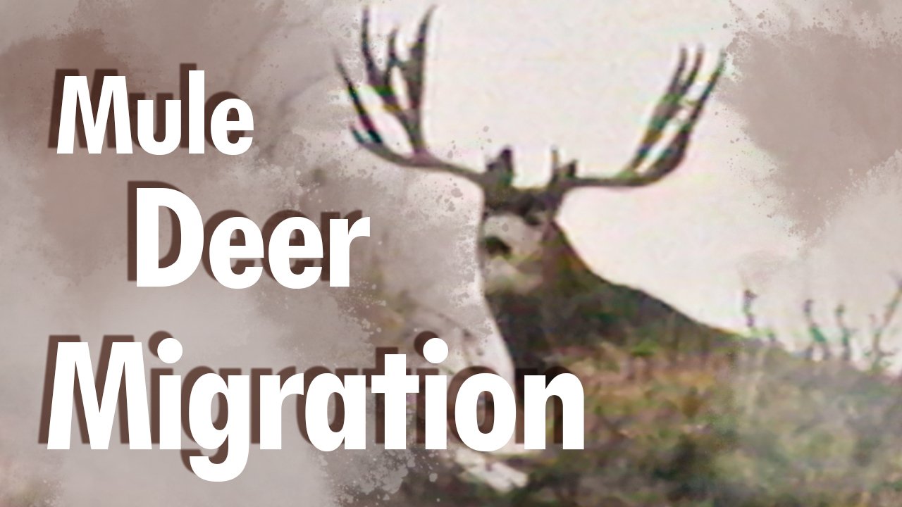 Mule Deer Migration