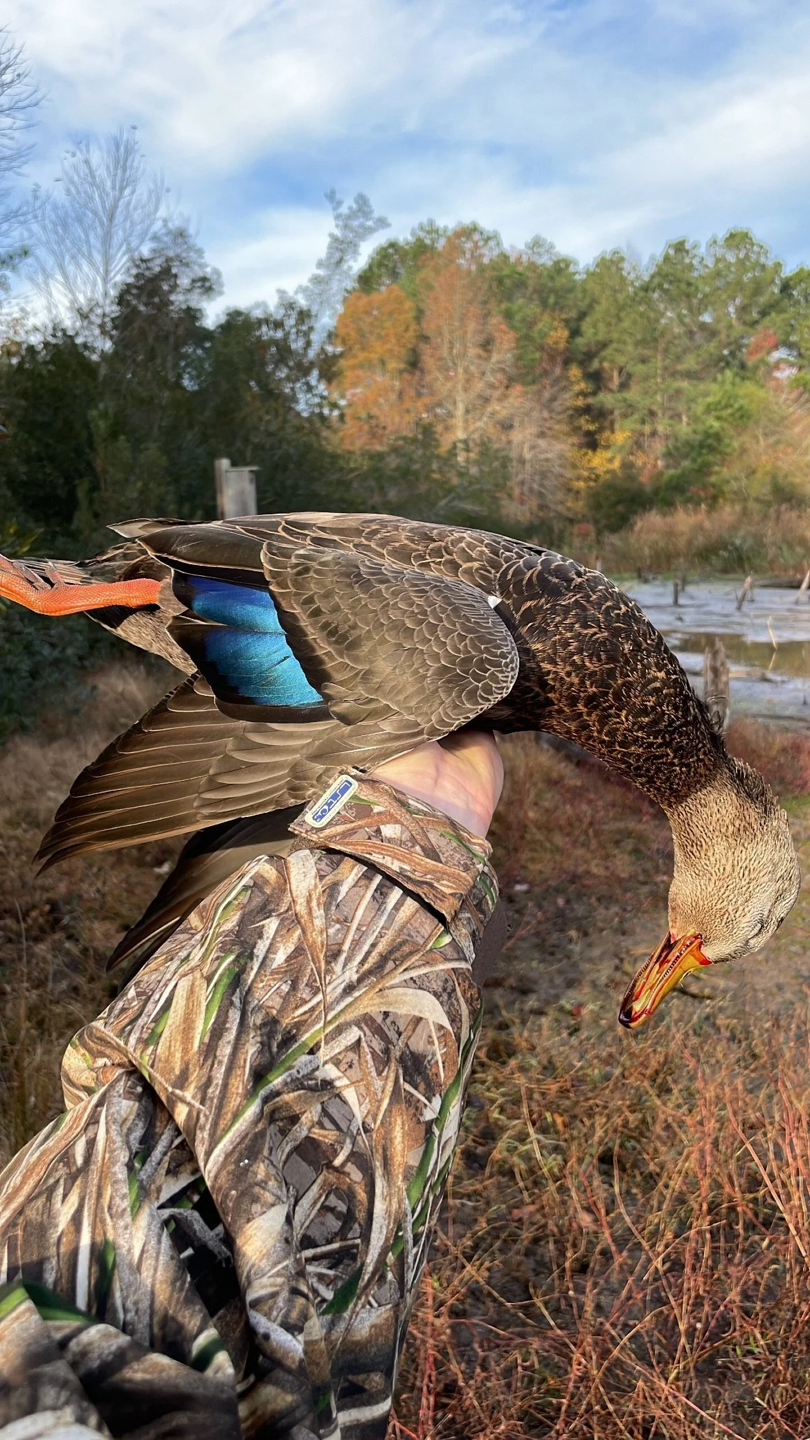 A Waterfowler’s Treasure: The American Black Duck