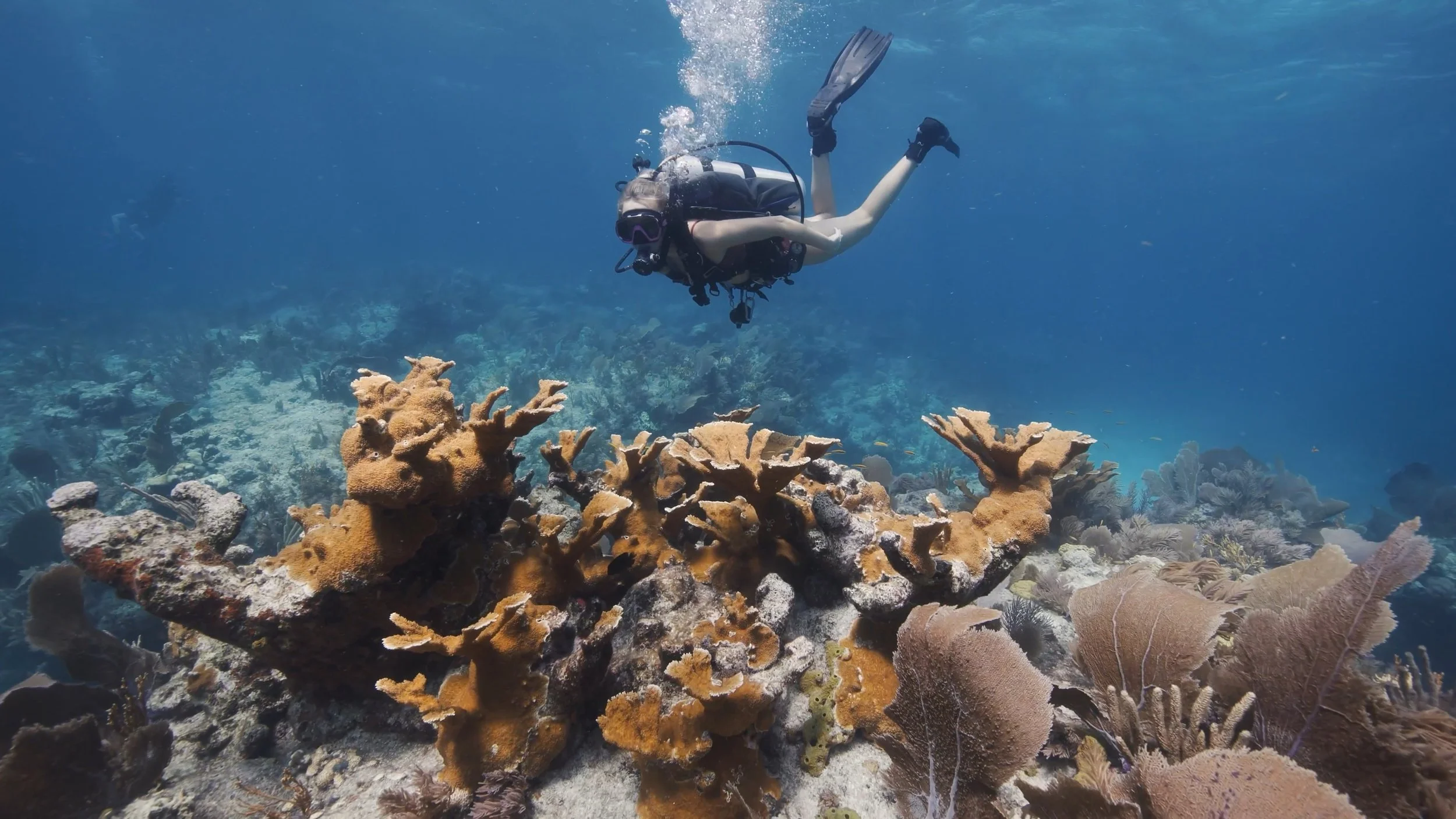 Diver coral .jpg