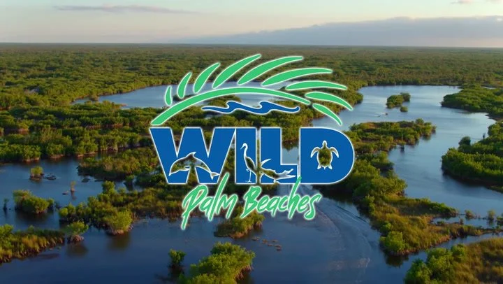 Wild Palm Beaches