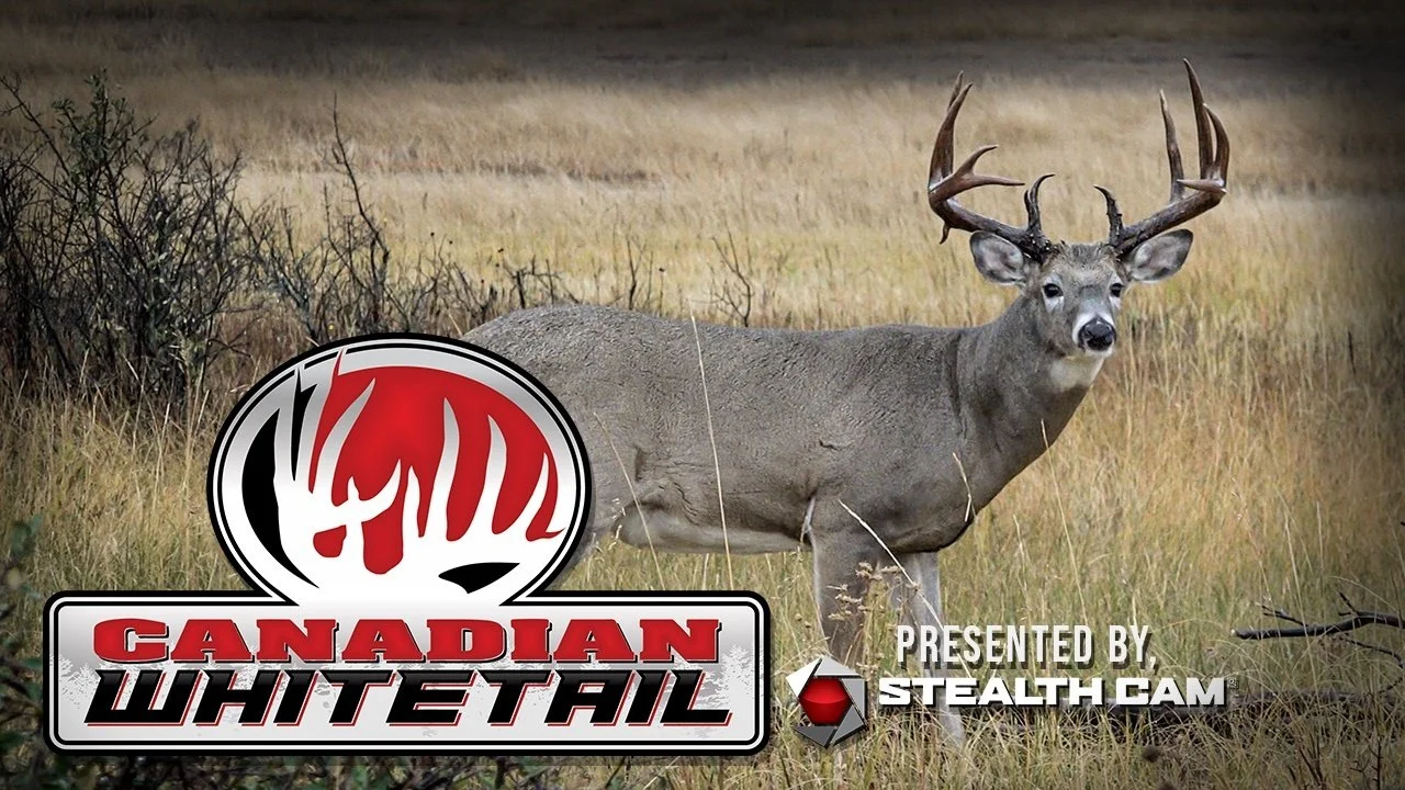 Canadian Whitetail