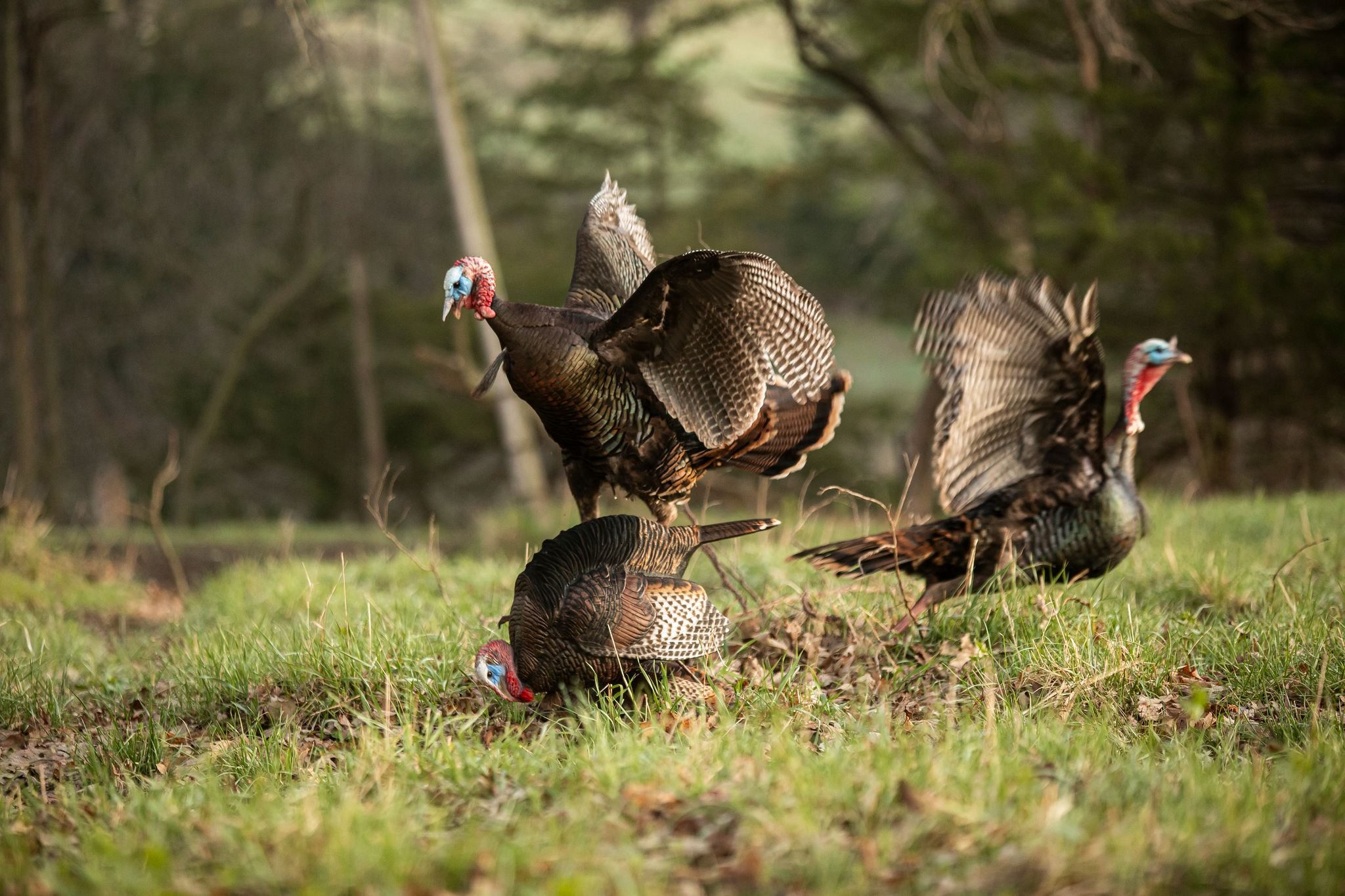 When and Why Turkeys Gobble | WAYPOINT TV