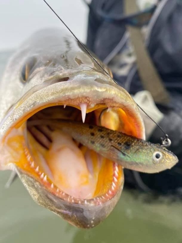 Wade Fishing for Speckled Sea Trout