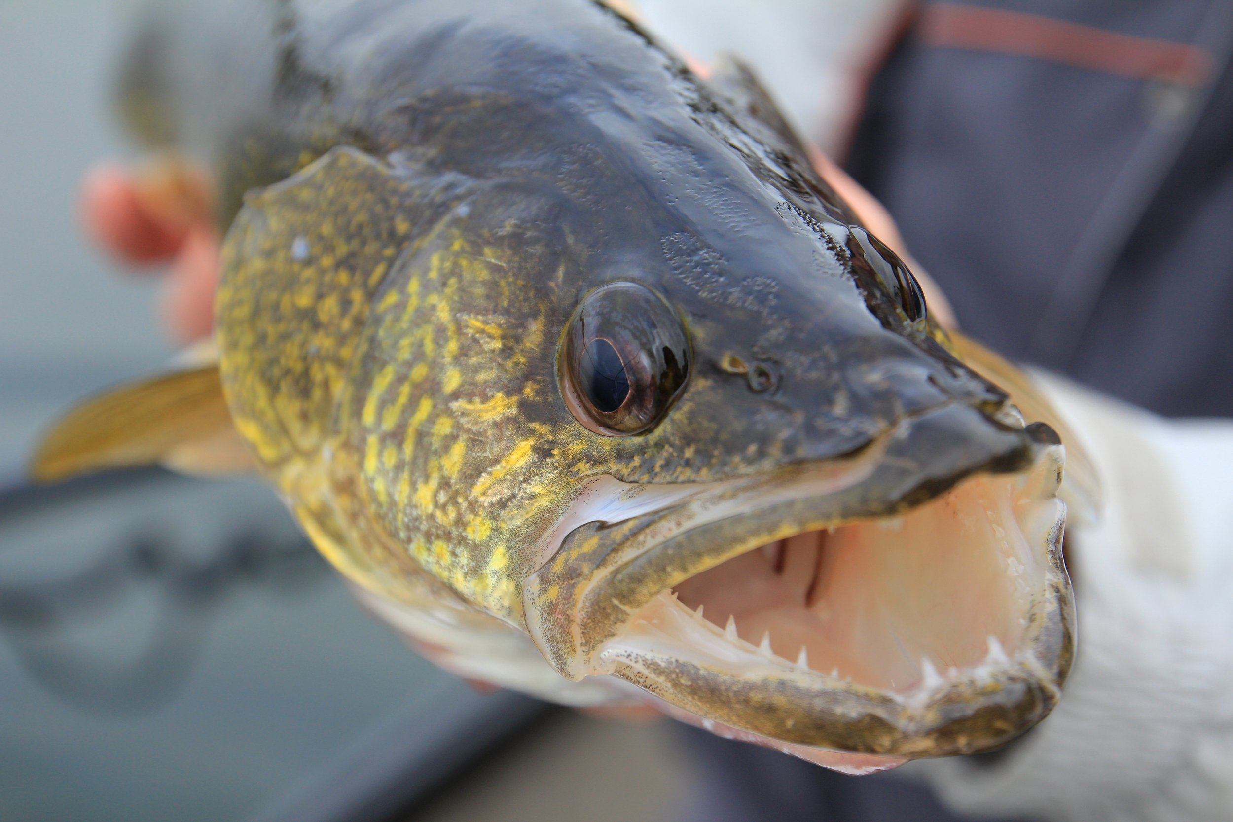 Best Time To Catch Lake Erie Walleye & Perch