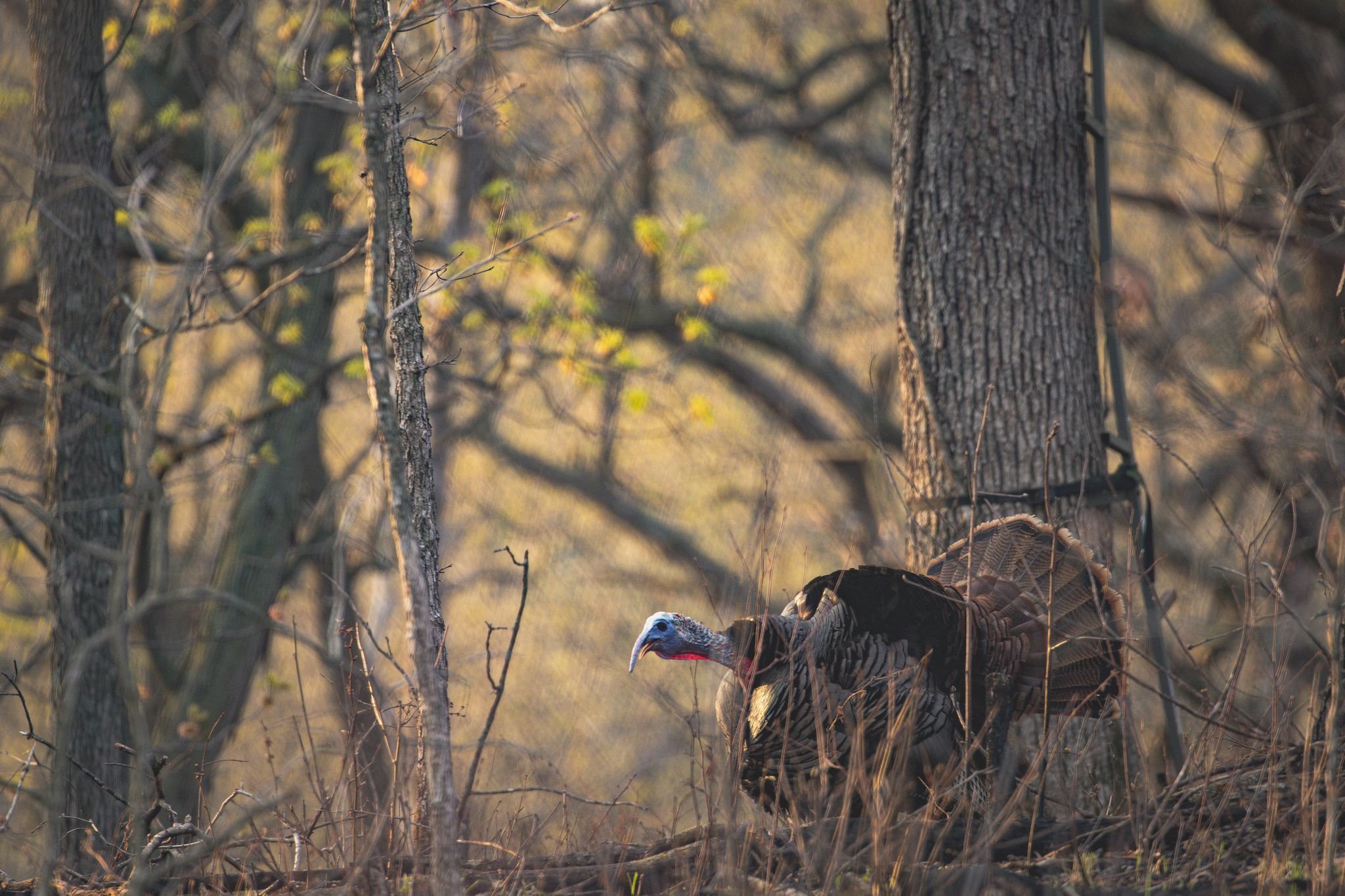 Gobble Gobble – Turkey's Multiple Uses In Fly Tying - Fly Fishing