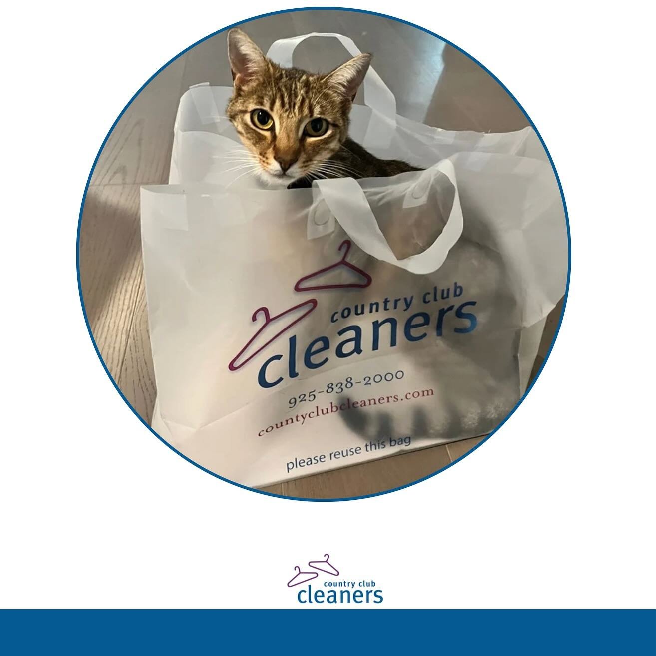 Pets of Country Club Cleaners Part II

Bagged myself a purr-fect solution to laundry day! 

Country Club Cleaners provides free pick up with next day delivery of all your dry cleaning and laundry needs. *Cats not included in delivery*

#CountryClubCl
