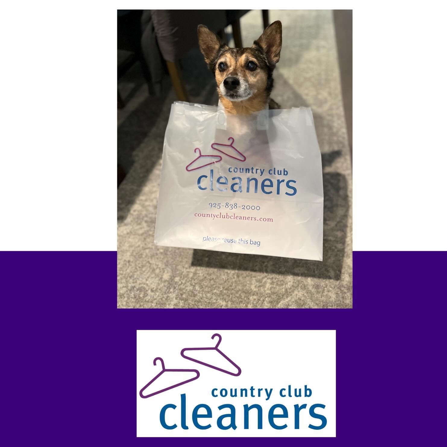 Just one of the furbabies of the staff of Country Club Cleaners trying to help out with a delivery!

#freepickupanddelivery #drycleaning #laundry #washandfoldservice #dogsofinstagram #CountryClubCleaners