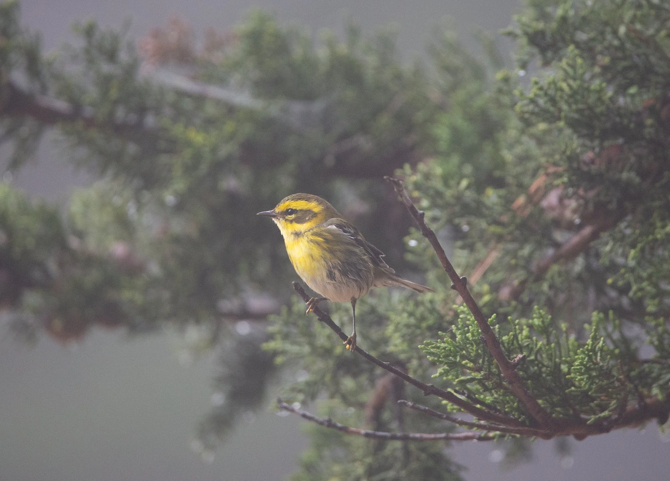Townsend's Warbler in Golden Gate Park.