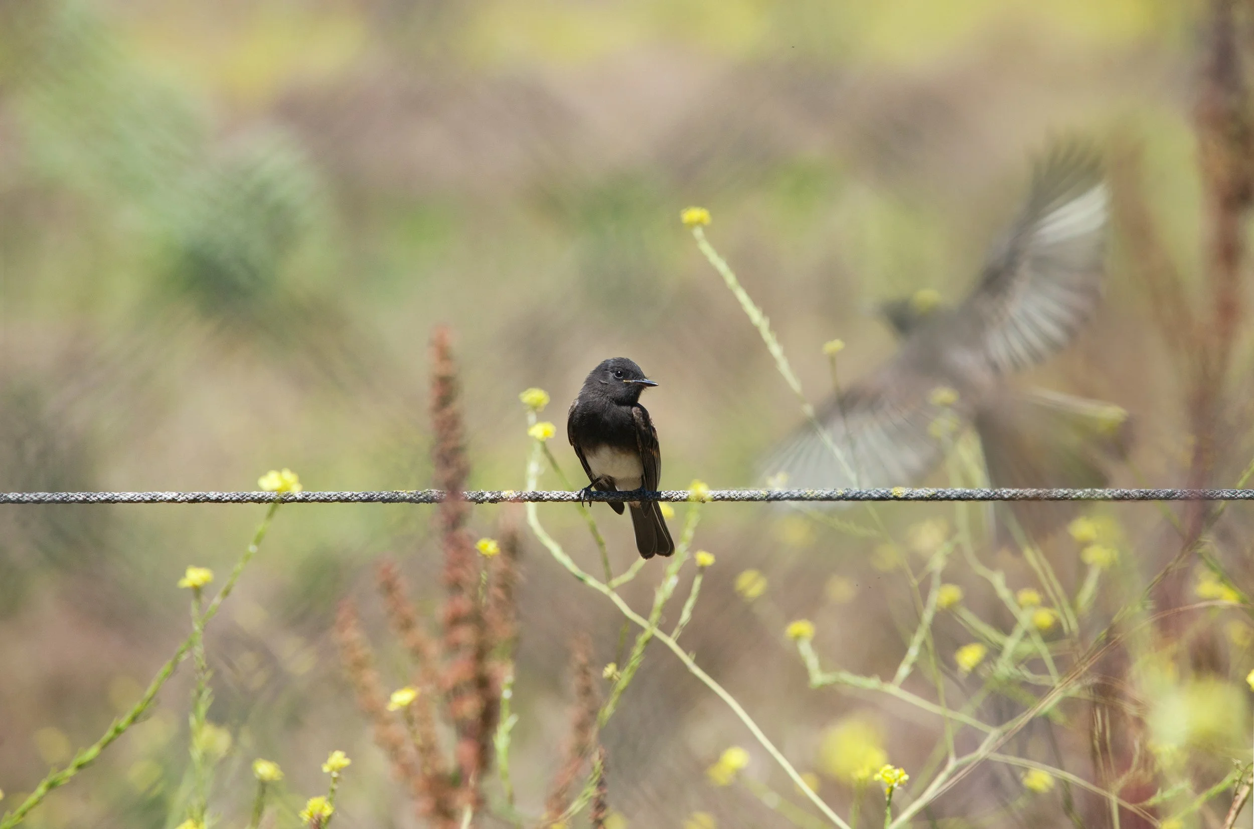 Black Phoebe in Golden Gate Park