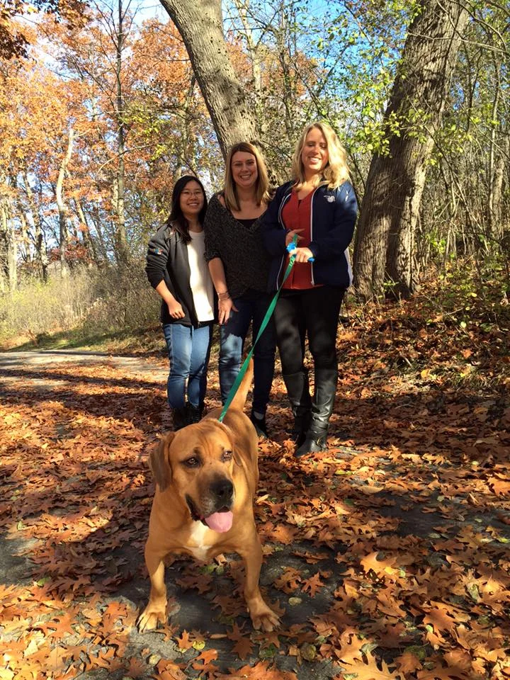 Helping Out Secondhand Hounds