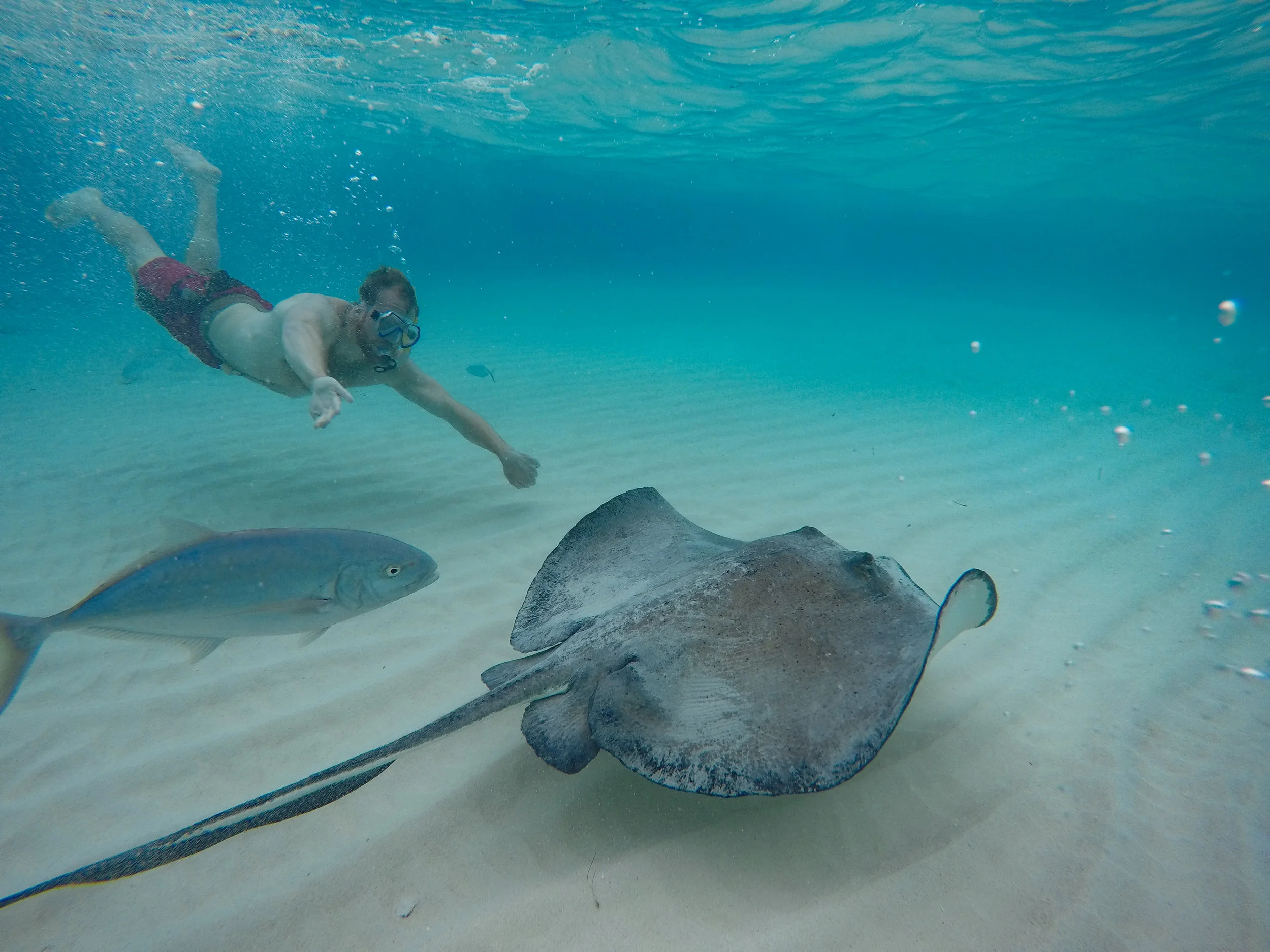 Swimming with Manta Rays