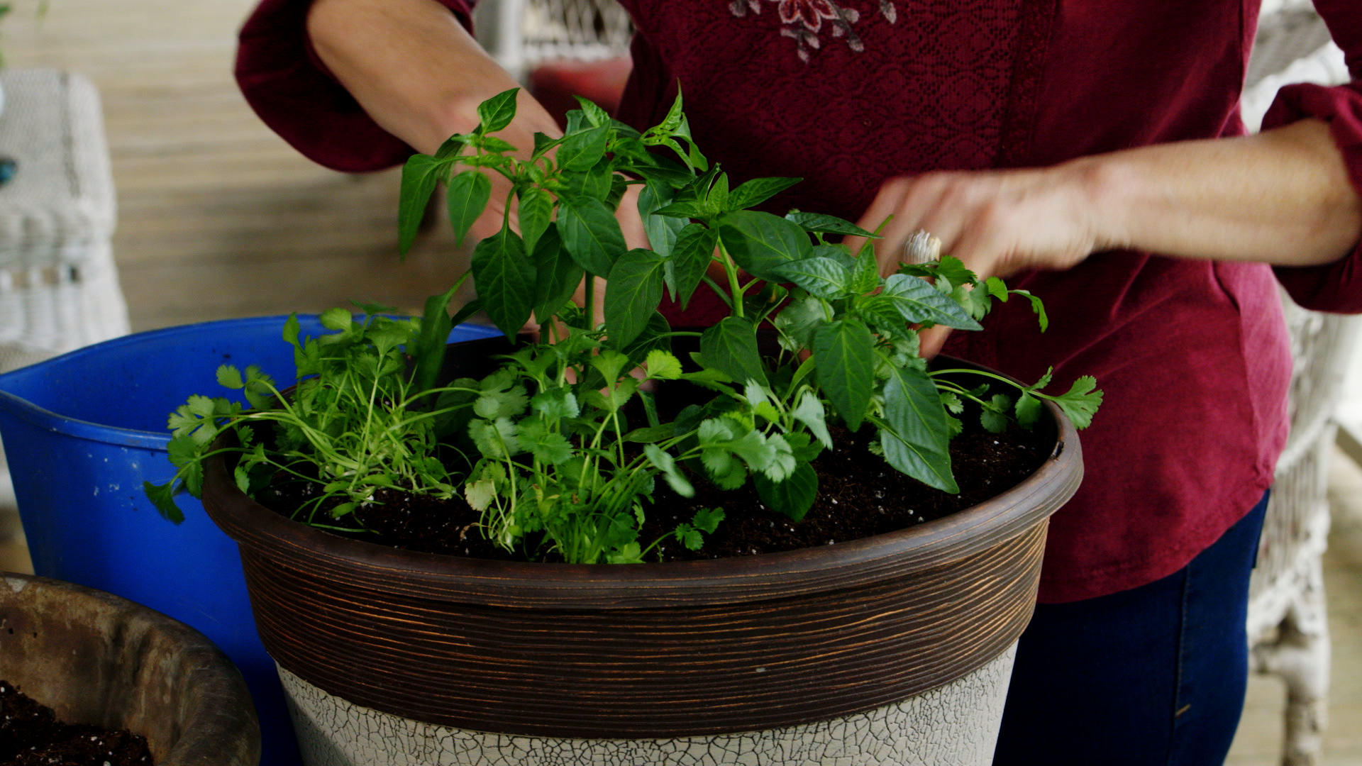 grow-your-own-salsa-garden-1.png