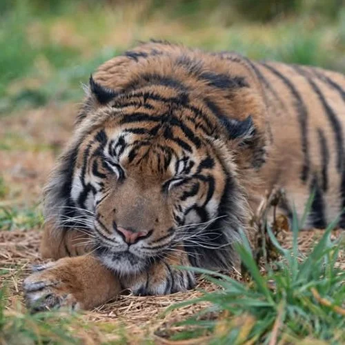 Tiger Hunt: The Elusive Sumatran - Animal Planet
