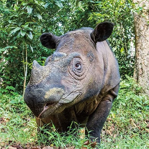 The Last Rhino - Animal Planet