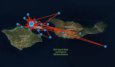 Omaha seems to have settled on and around Carrington Point on Santa Rosa Island. Right off this point are some deep ocean trenches for good upwelling and hunting. Santa Rosa Island is part of the Channel Islands National Marine Sanctuary = smart sea lion!
