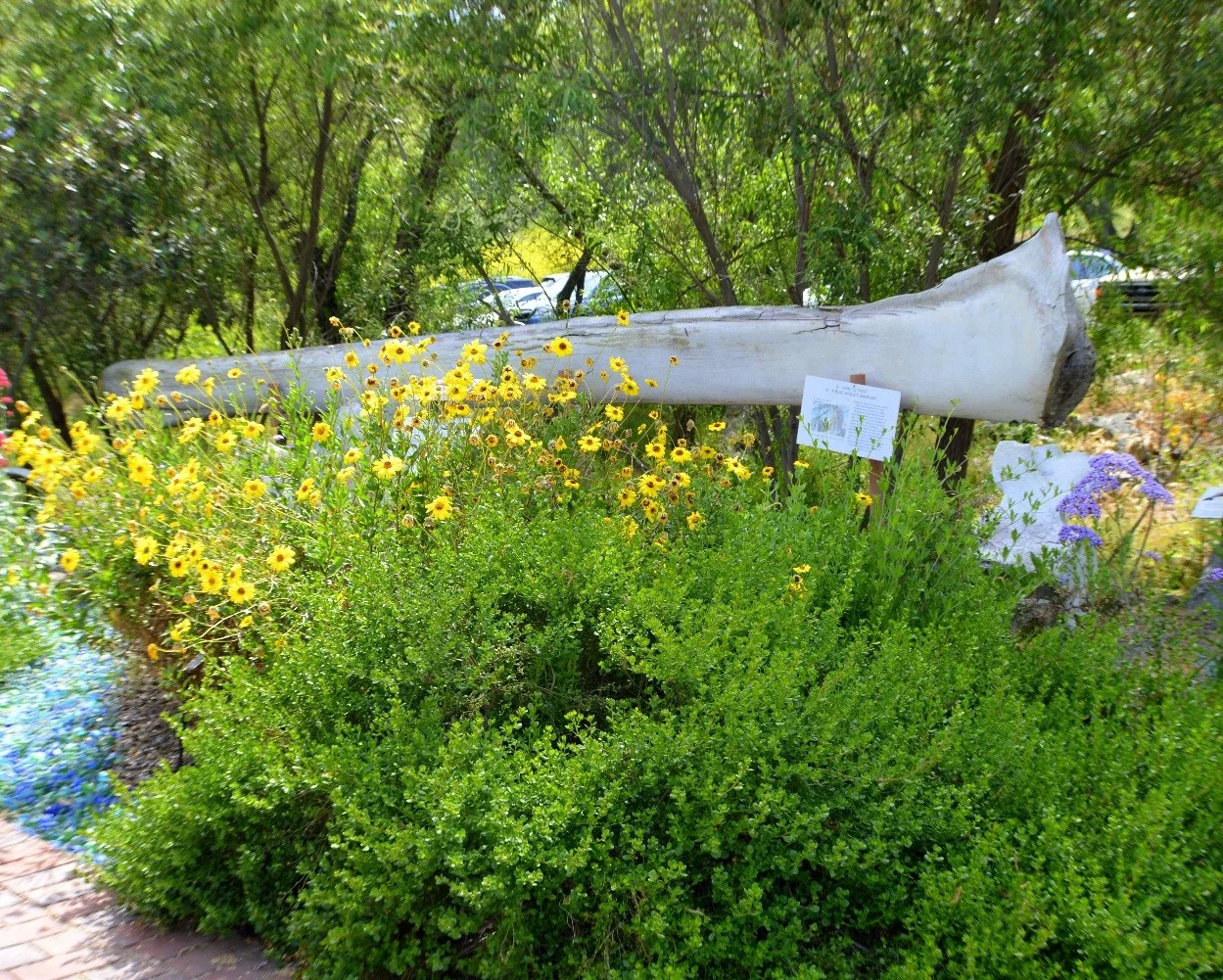 Whale Bones.jpg