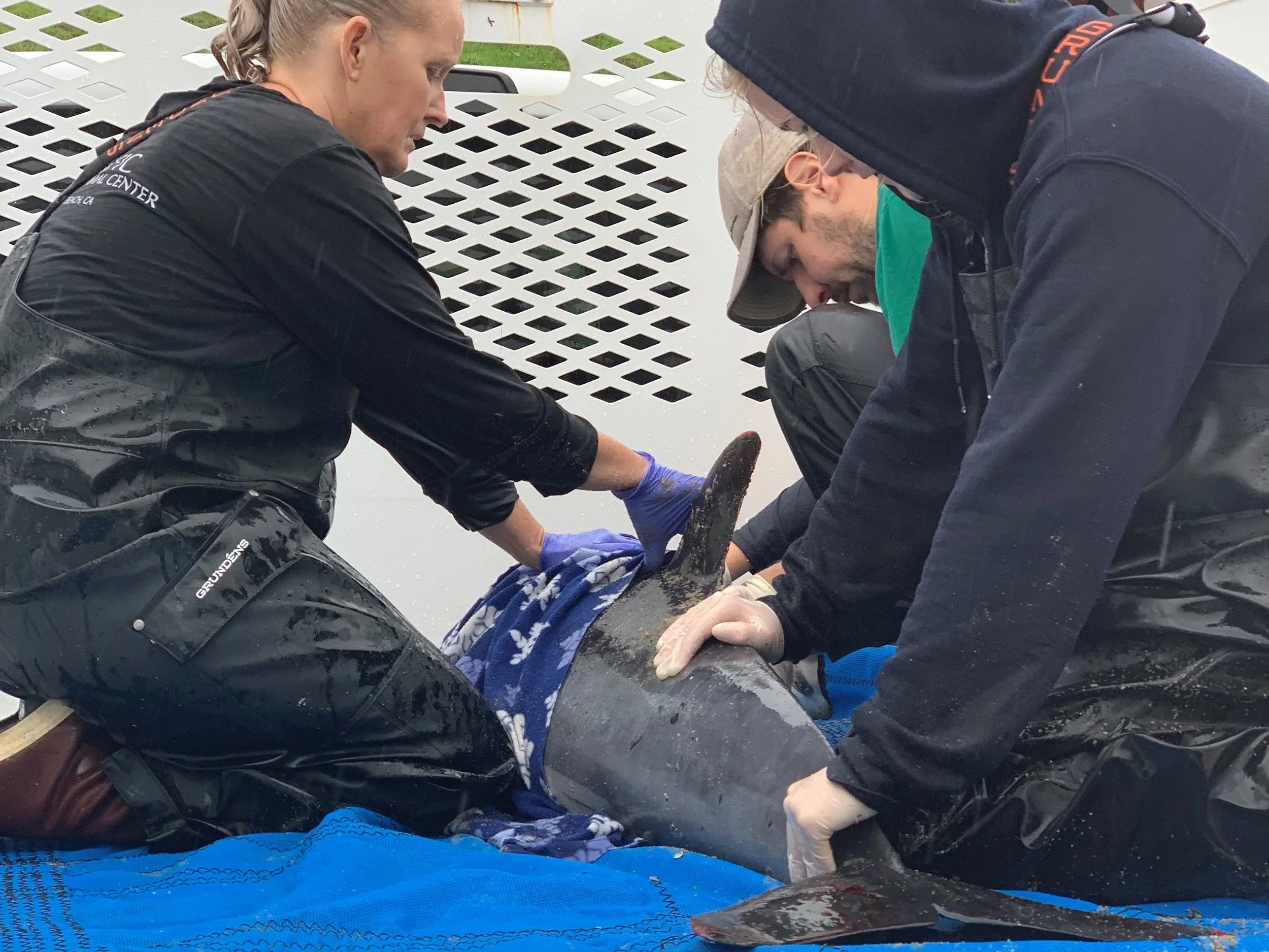 Dolphins+%2824%29.jpg