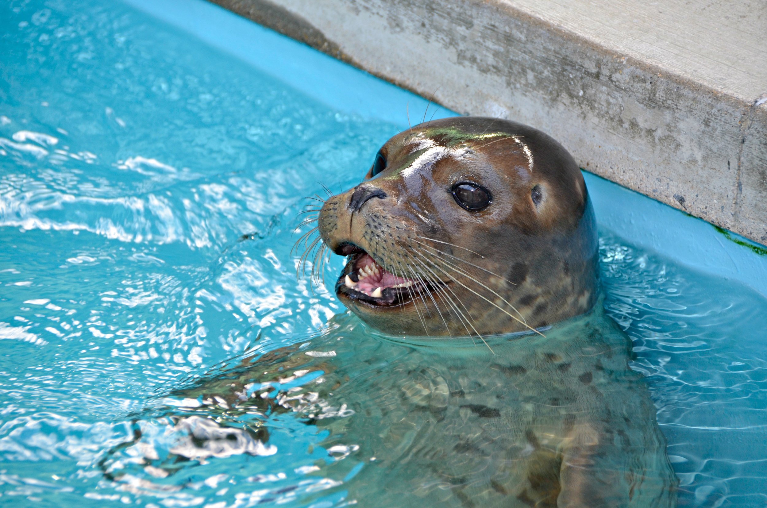 Rescue  The Marine Mammal Center